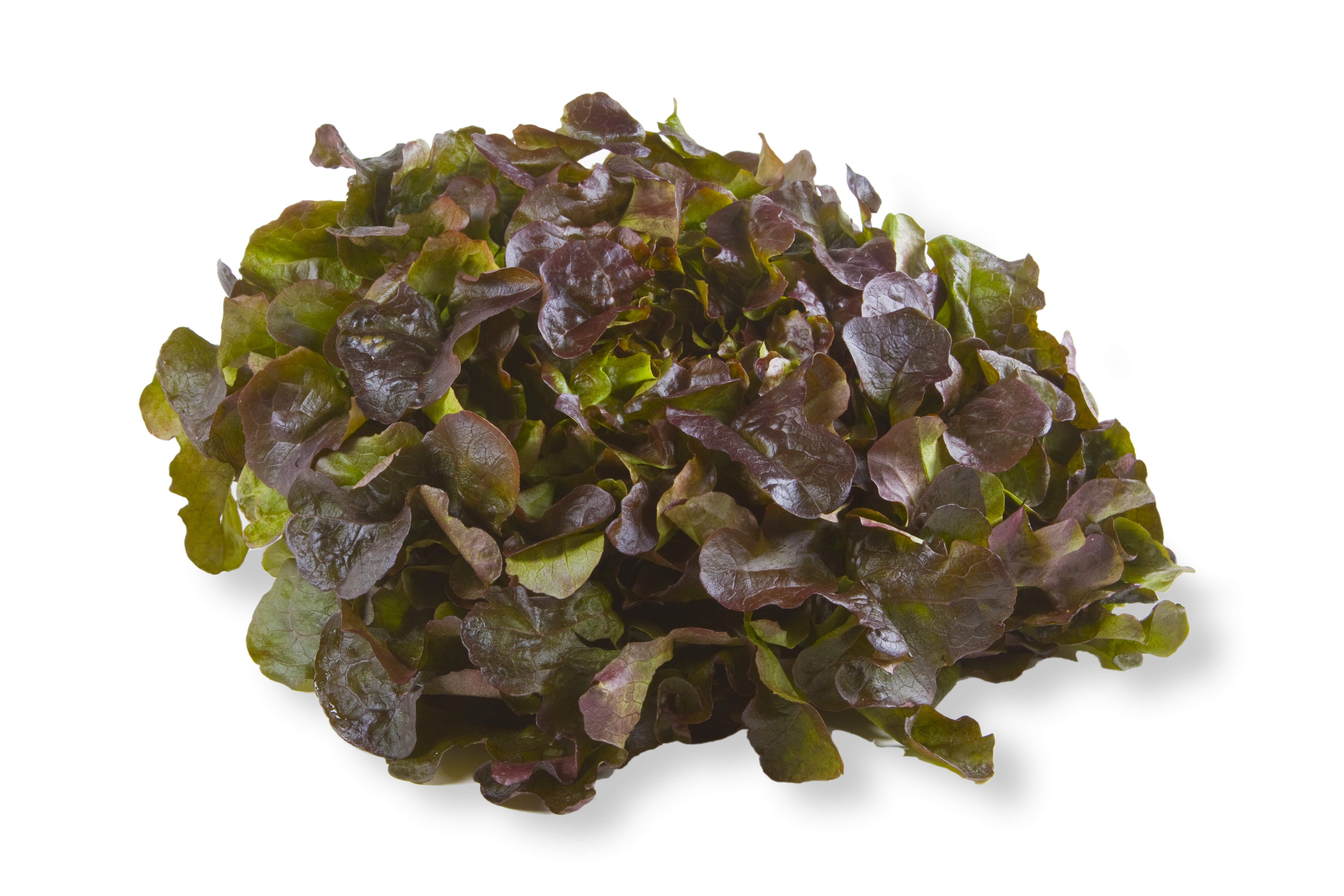 Pflücksalat Red Salad Bowl