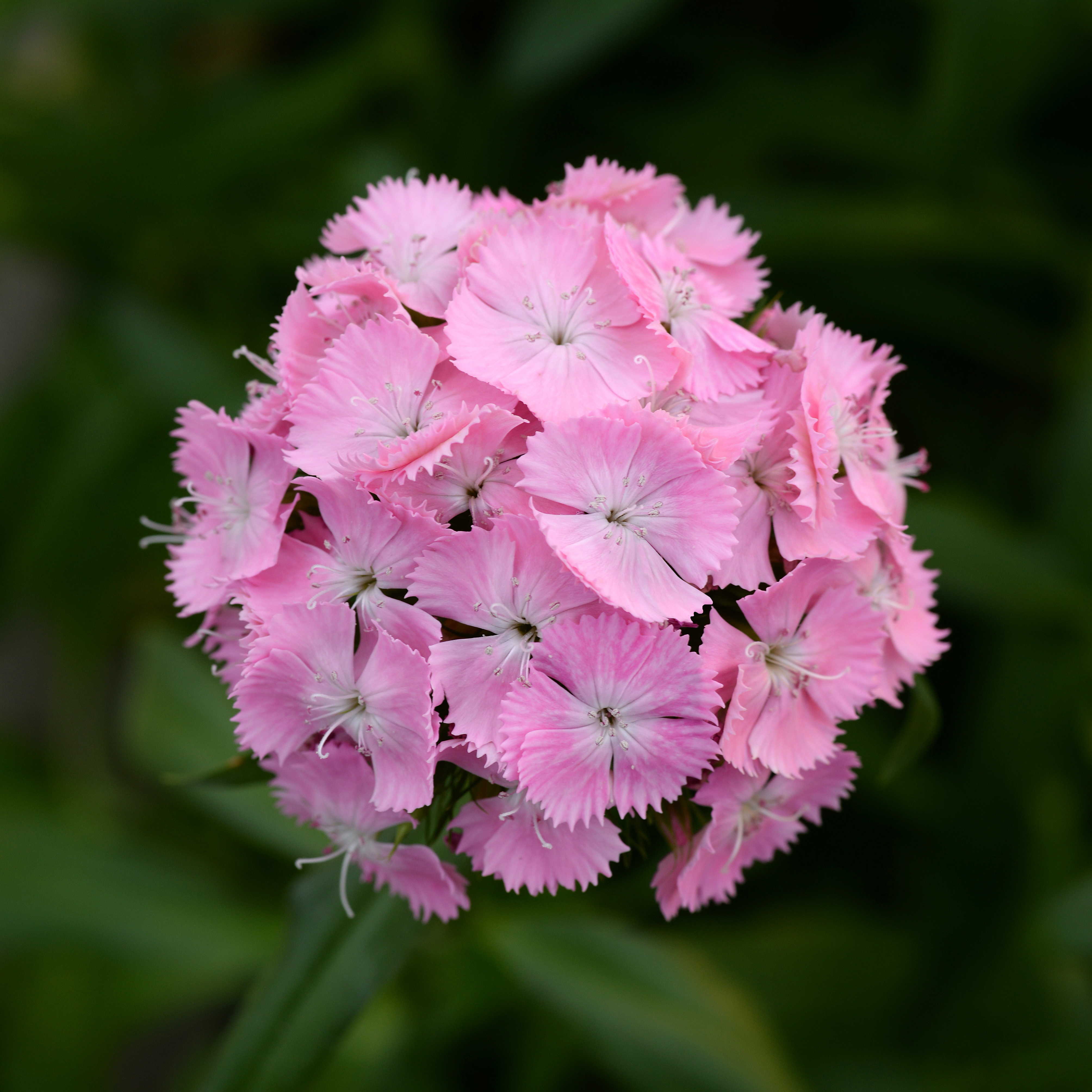 Dianthus barbatus F1 Sweet Pink, pilliert