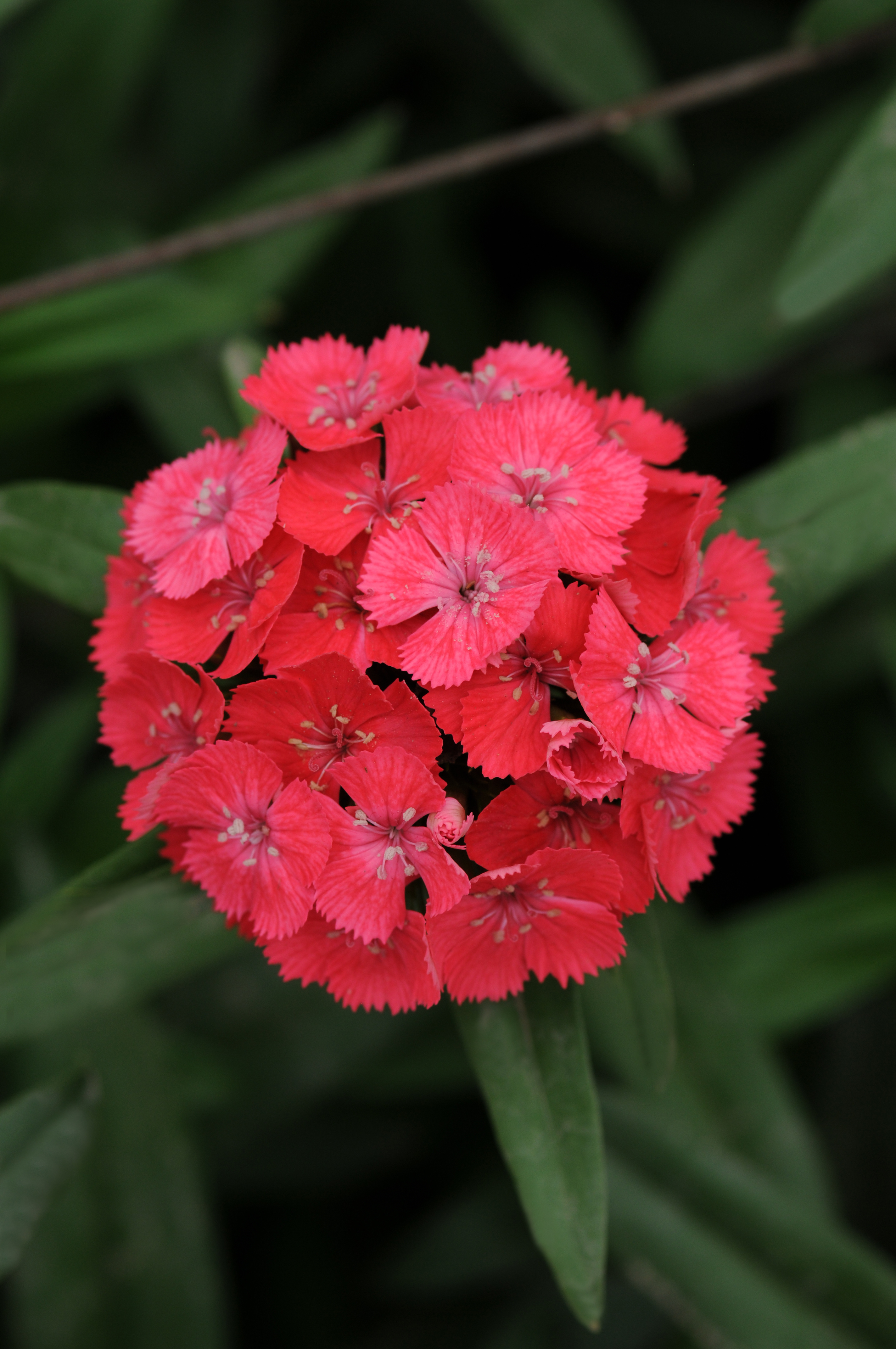 Dianthus barbatus F1 Sweet Coral, pilliert