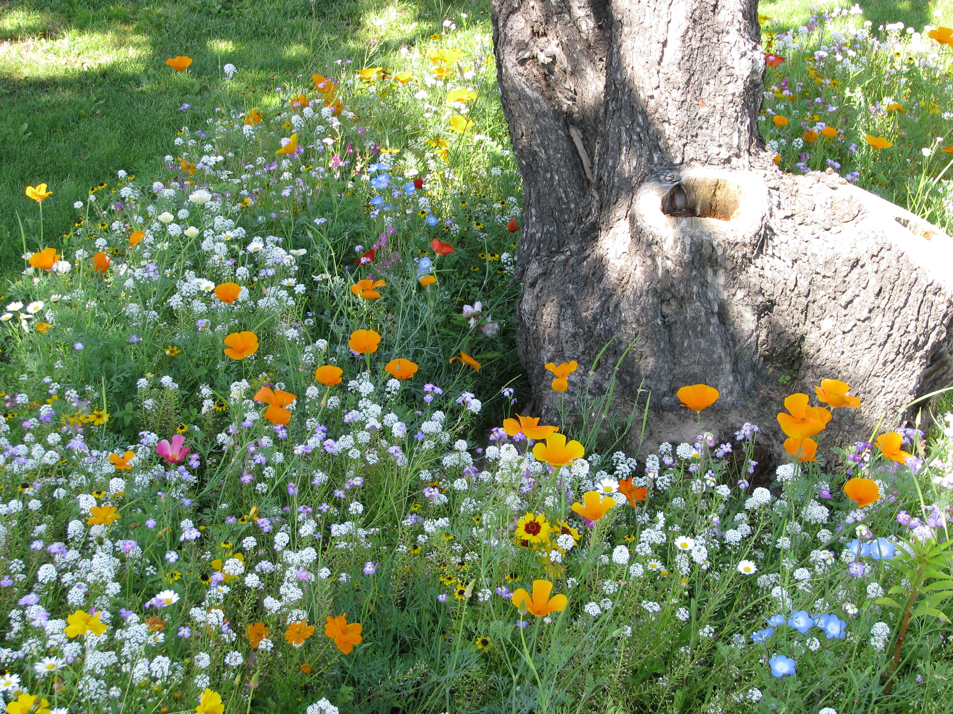 Blumenmischungen Blumen für alle Standorte