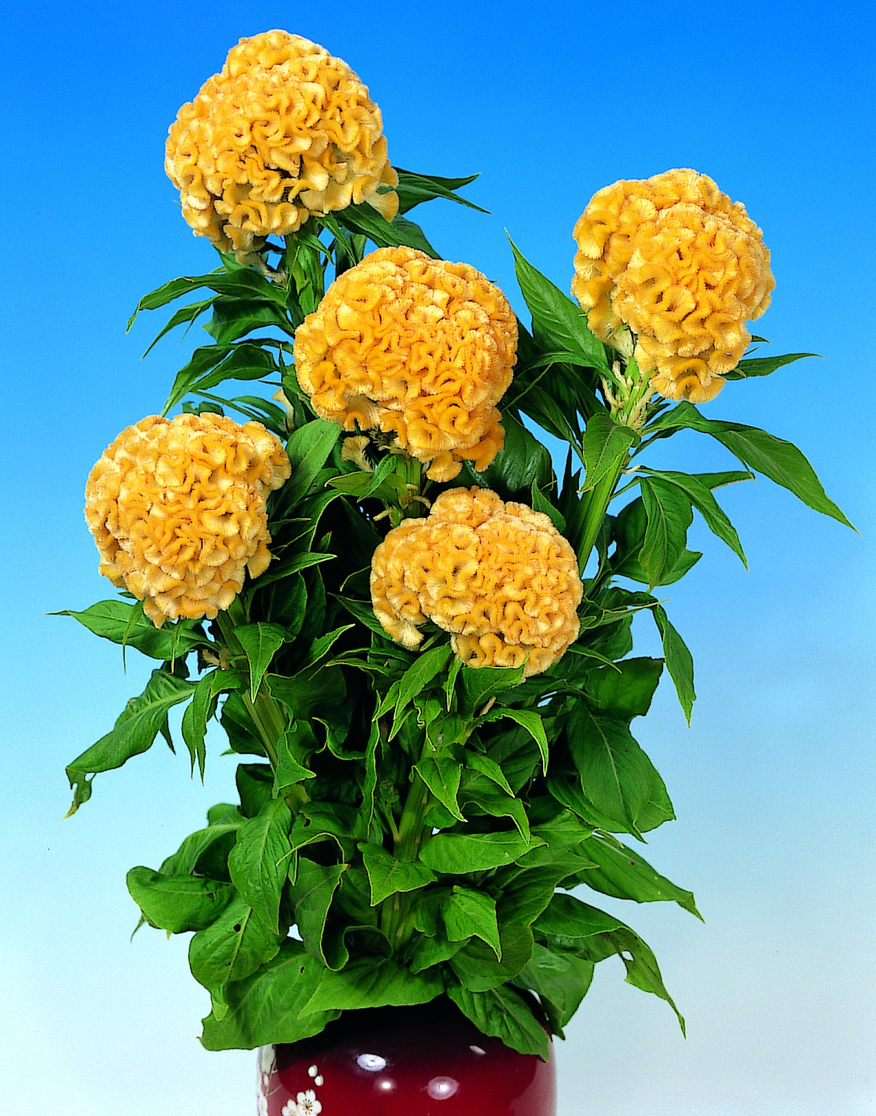 Celosia cristata Chief Gold