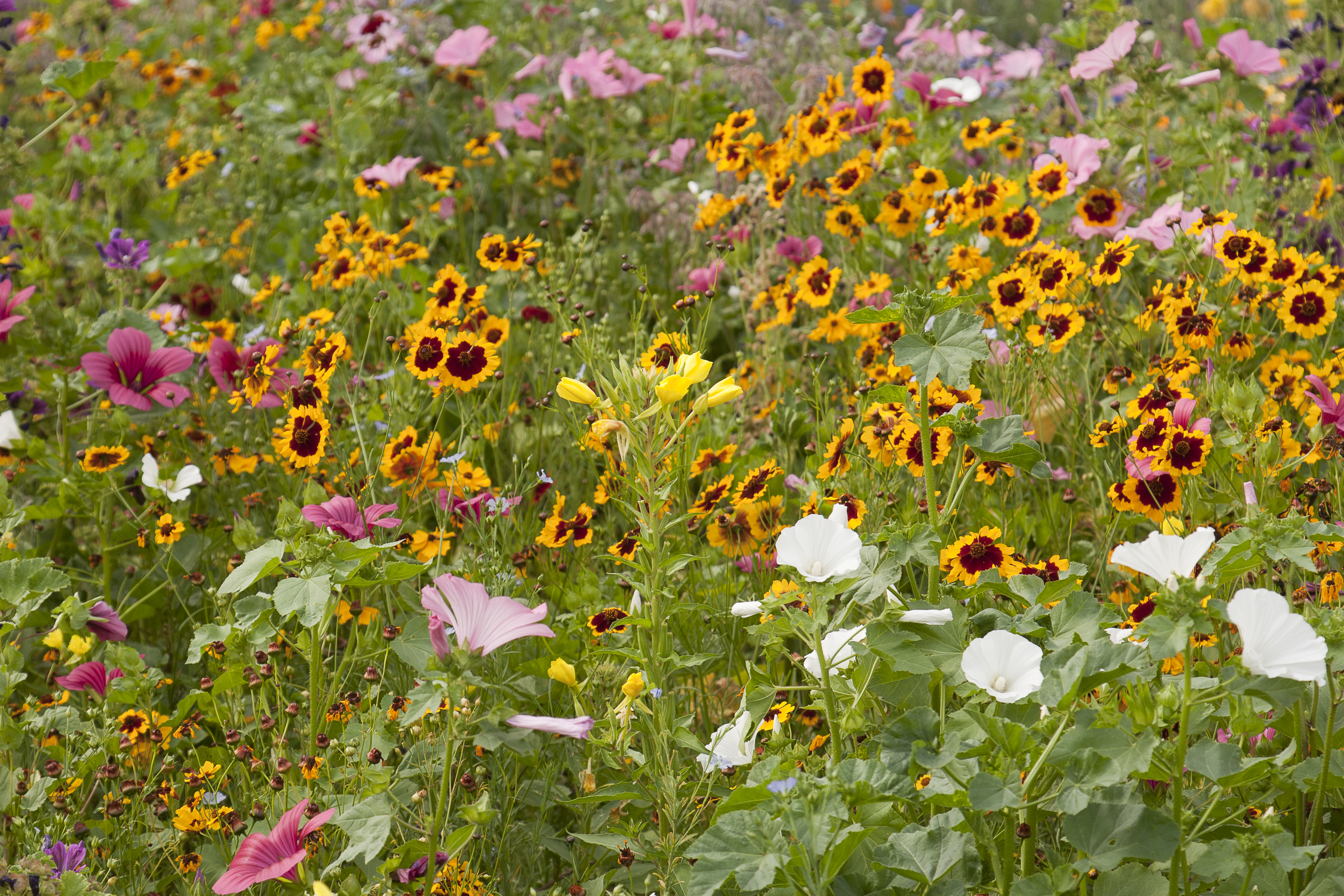 Blumenmischungen Feuchtgebiet