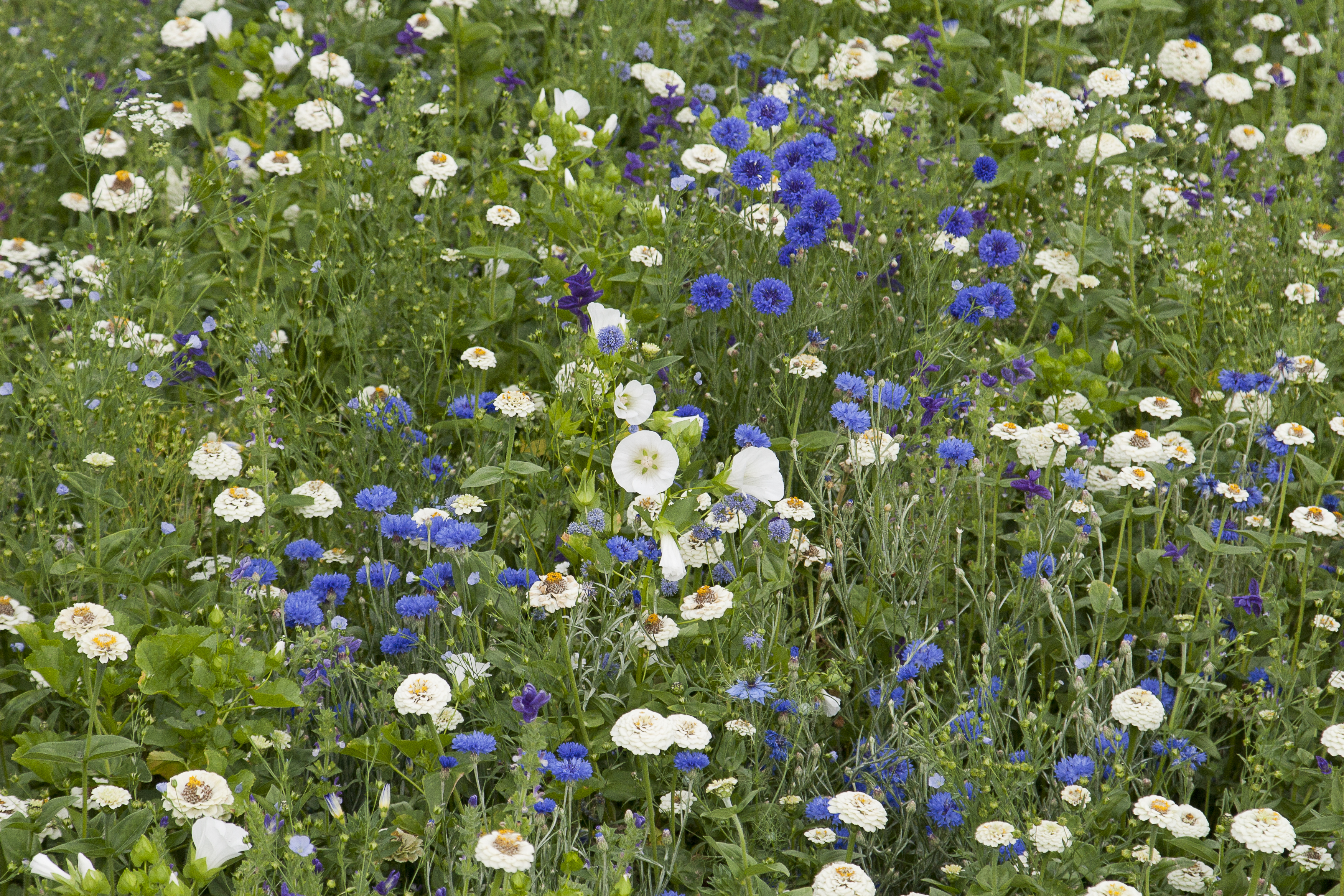 Blumenmischungen Blumenteppich Blaues Feld