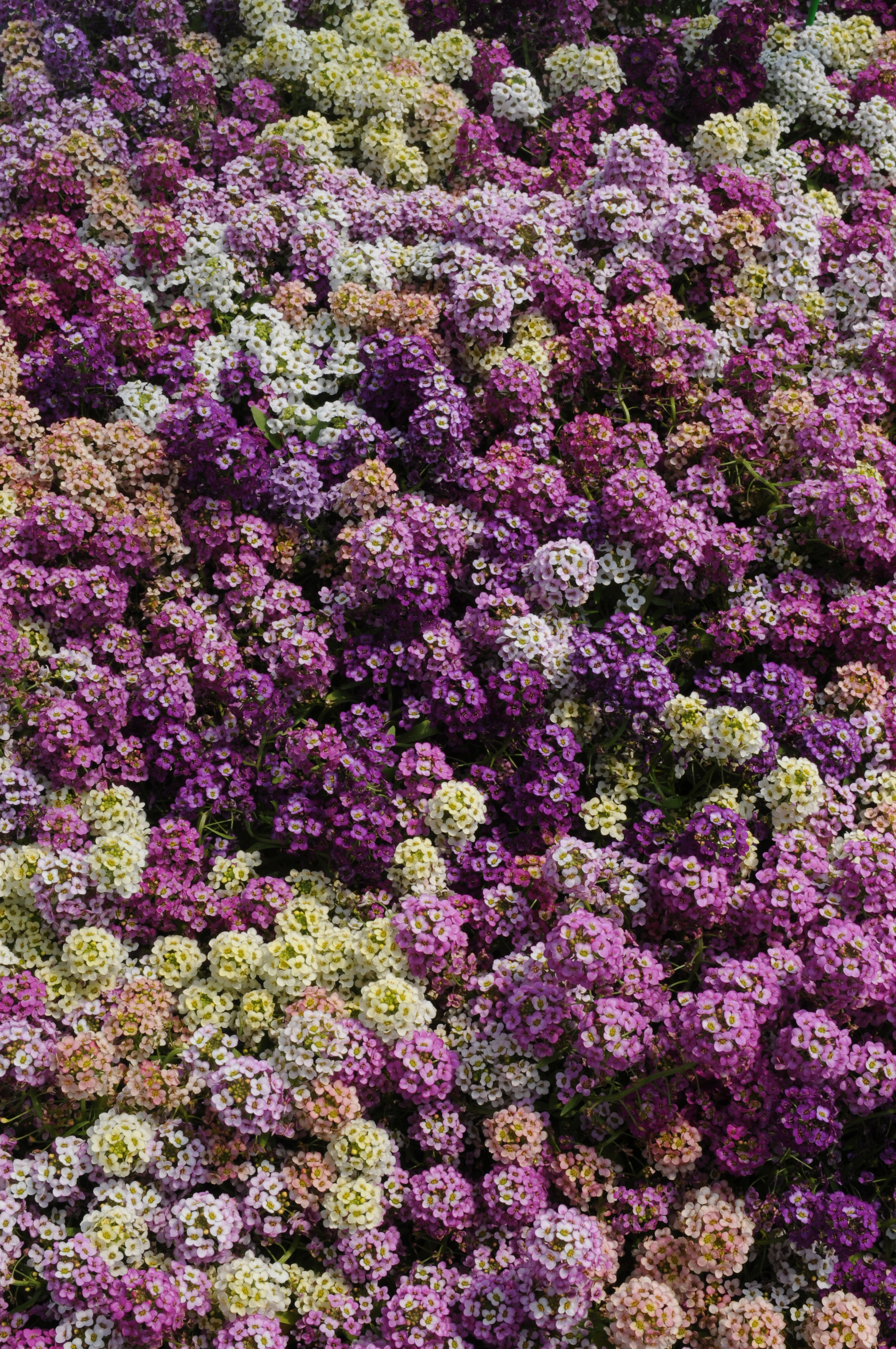 Lobularia maritima Easter Bonnet Mischung