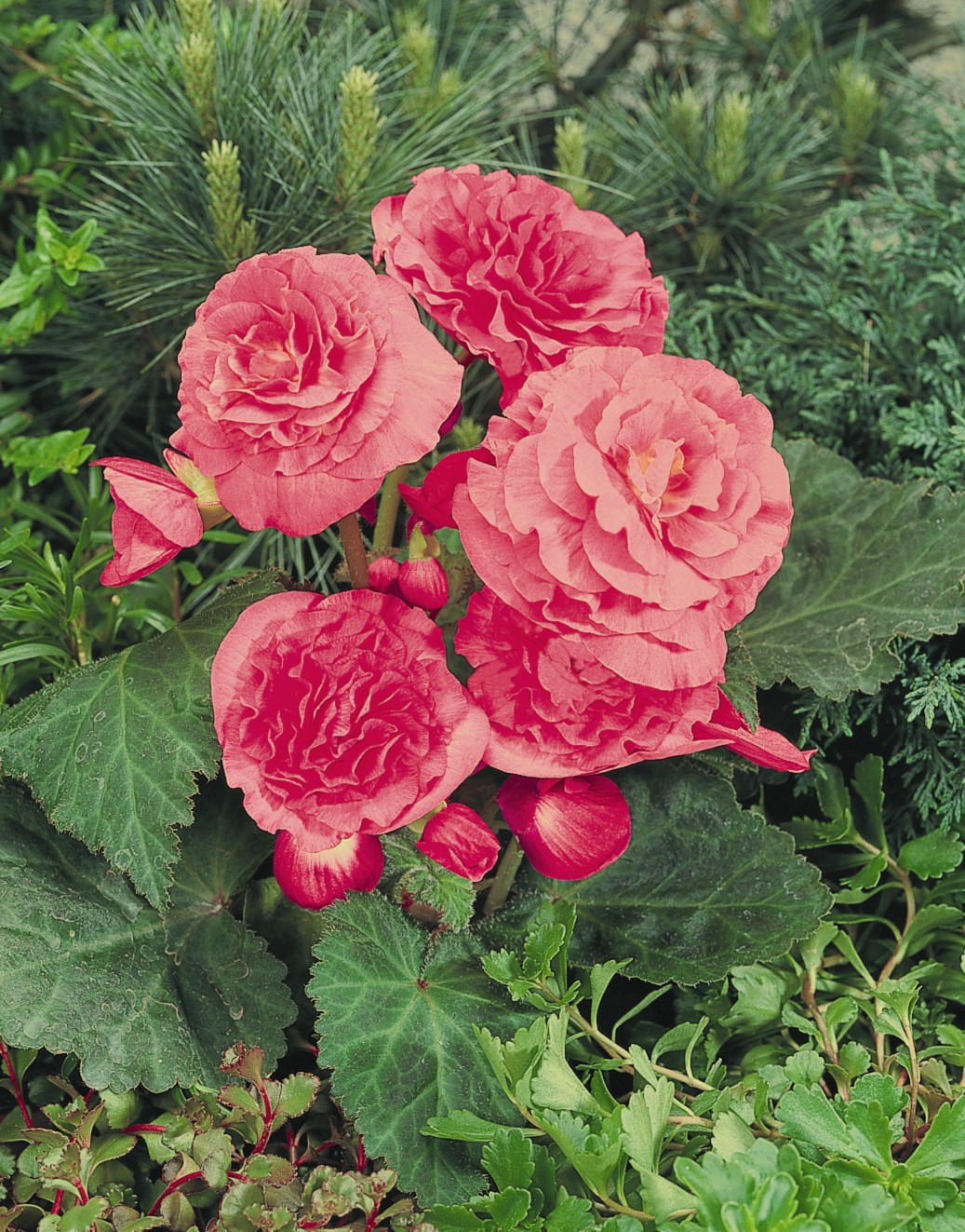 Begonia tuberhybrida F1 Nonstop Pink, hellrosa, pilliert