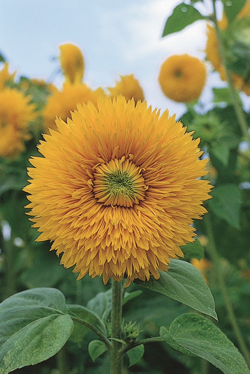 Helianthus annuus Santa Fe