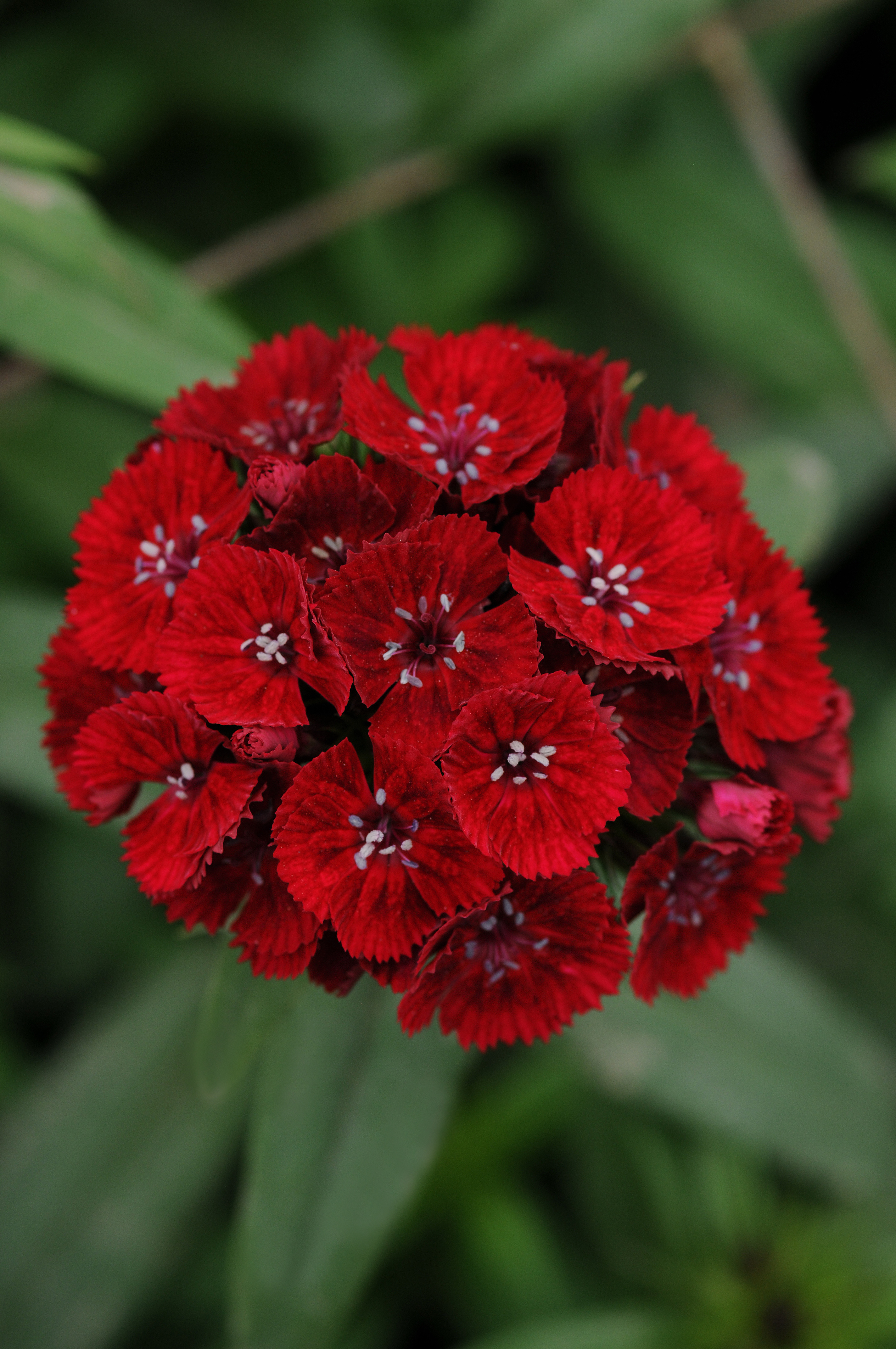 Dianthus barbatus F1 Sweet Rot, pilliert