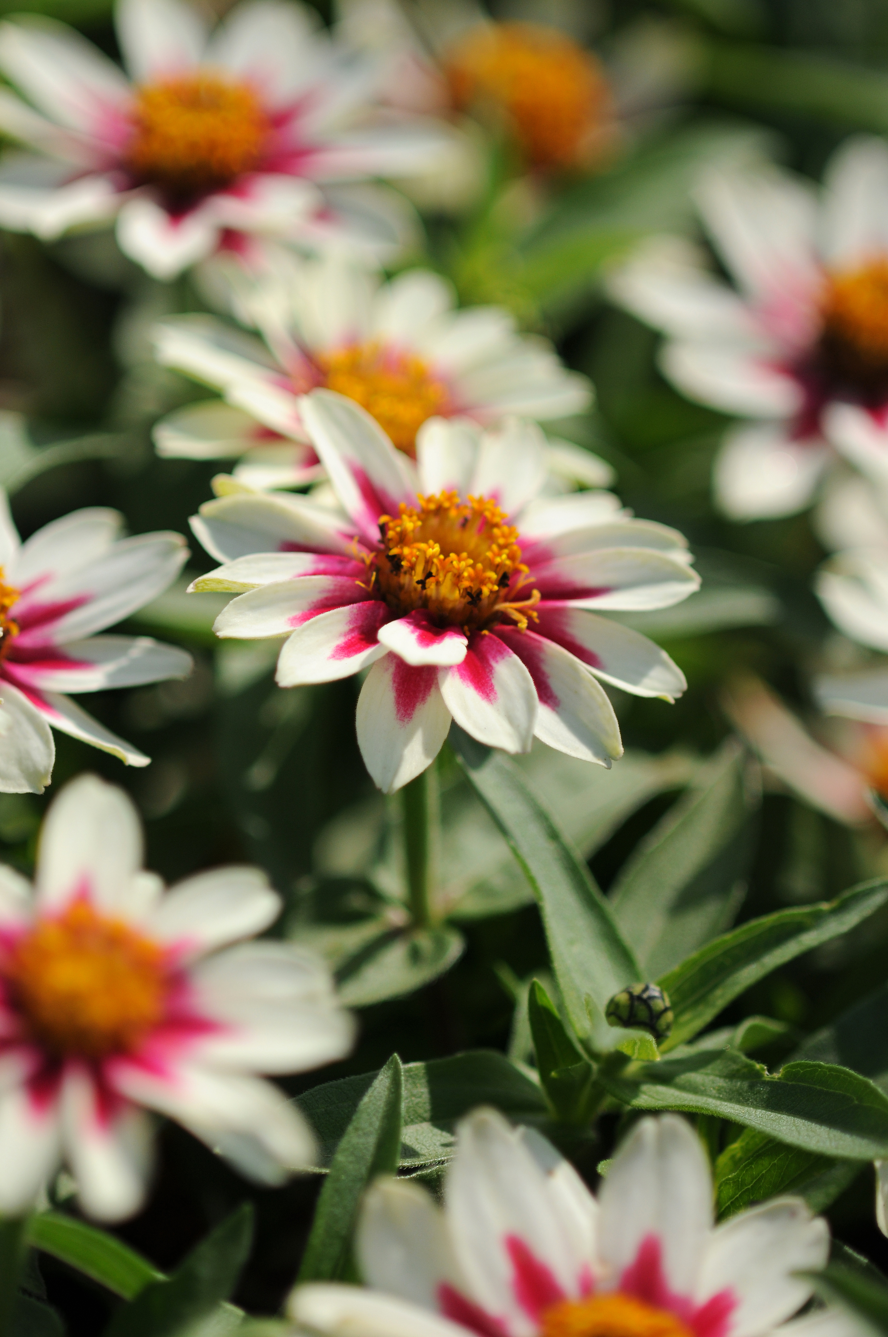 Zinnia elegans Zahara Starlight Rosa