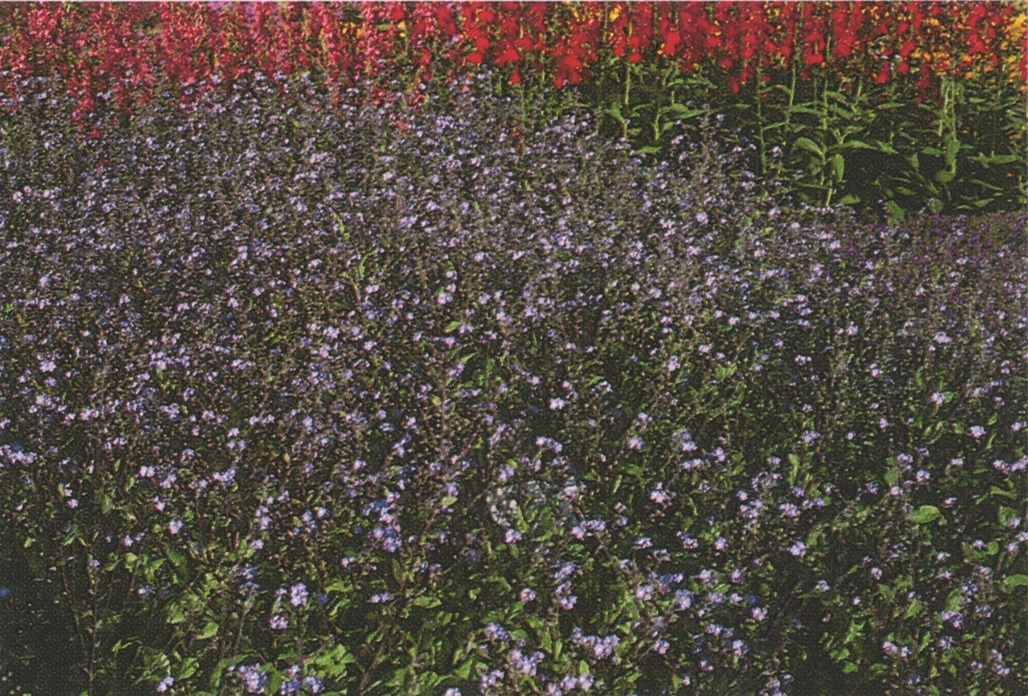 Myosotis sylvatica Wallufer Schnitt