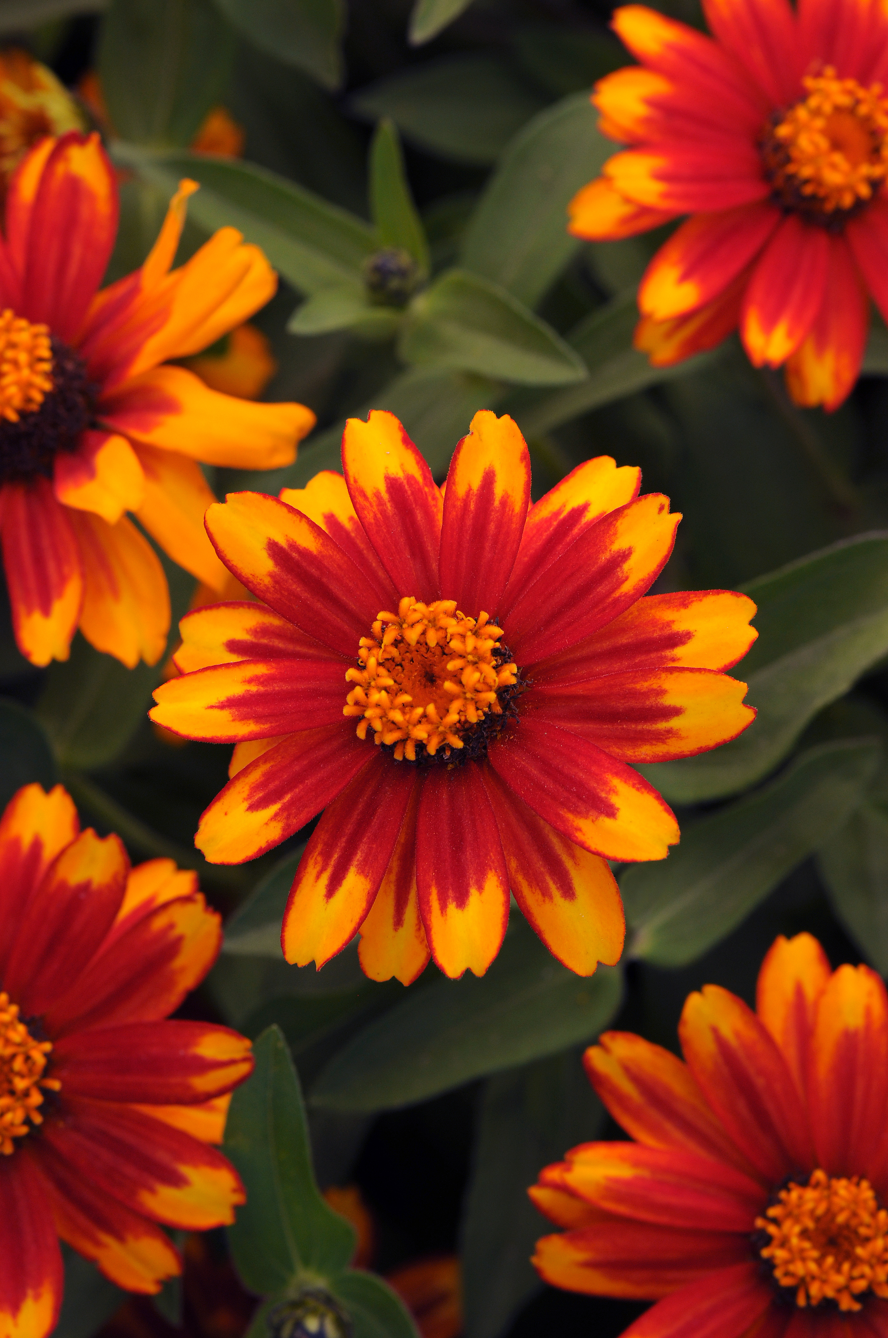 Zinnia elegans Zahara Sunburst