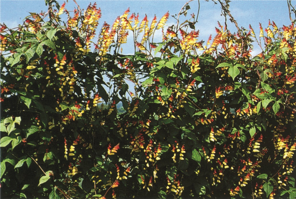 Quamoclit  Mina lobata