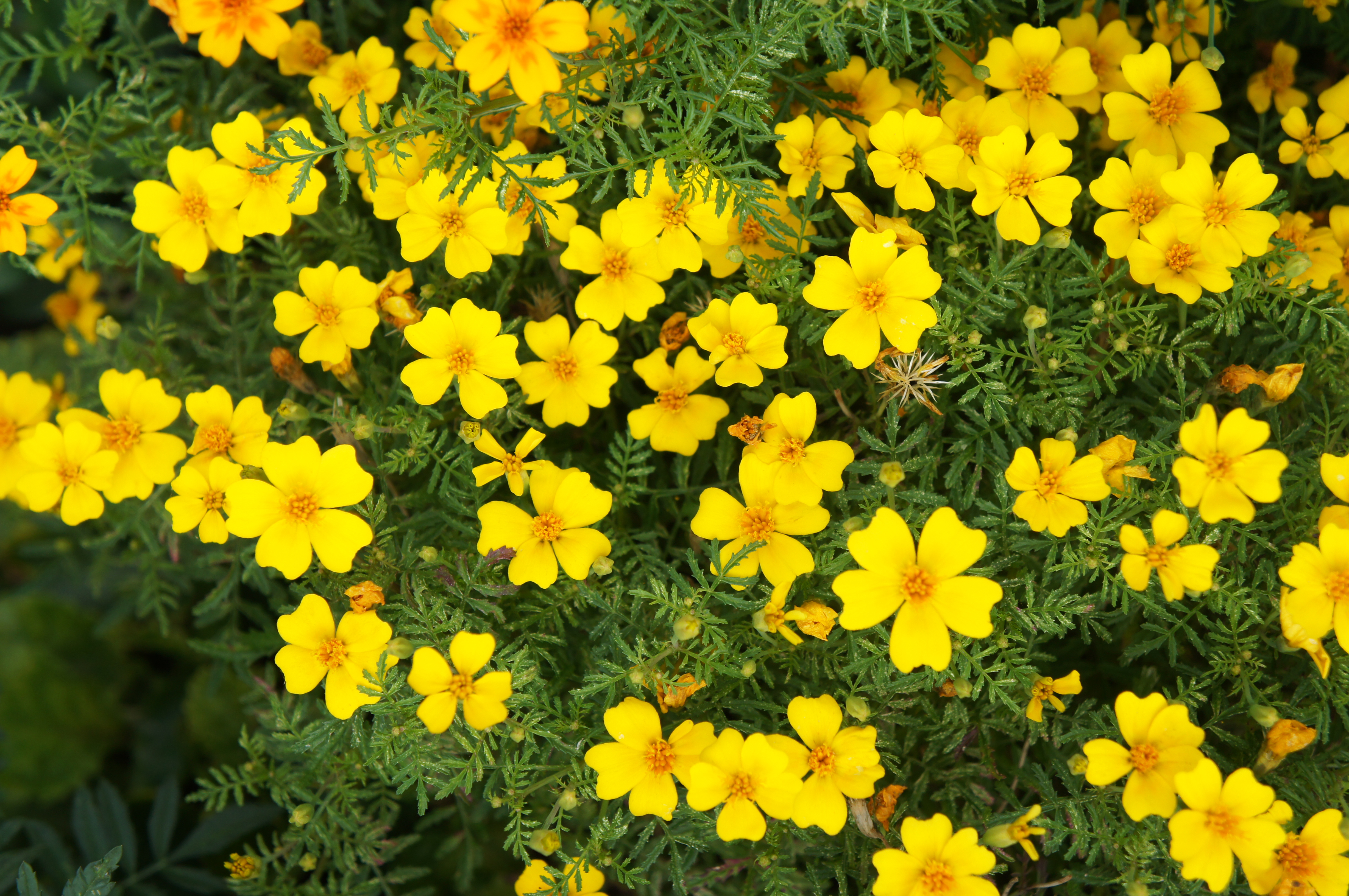 Tagetes tenuifolia Lulu