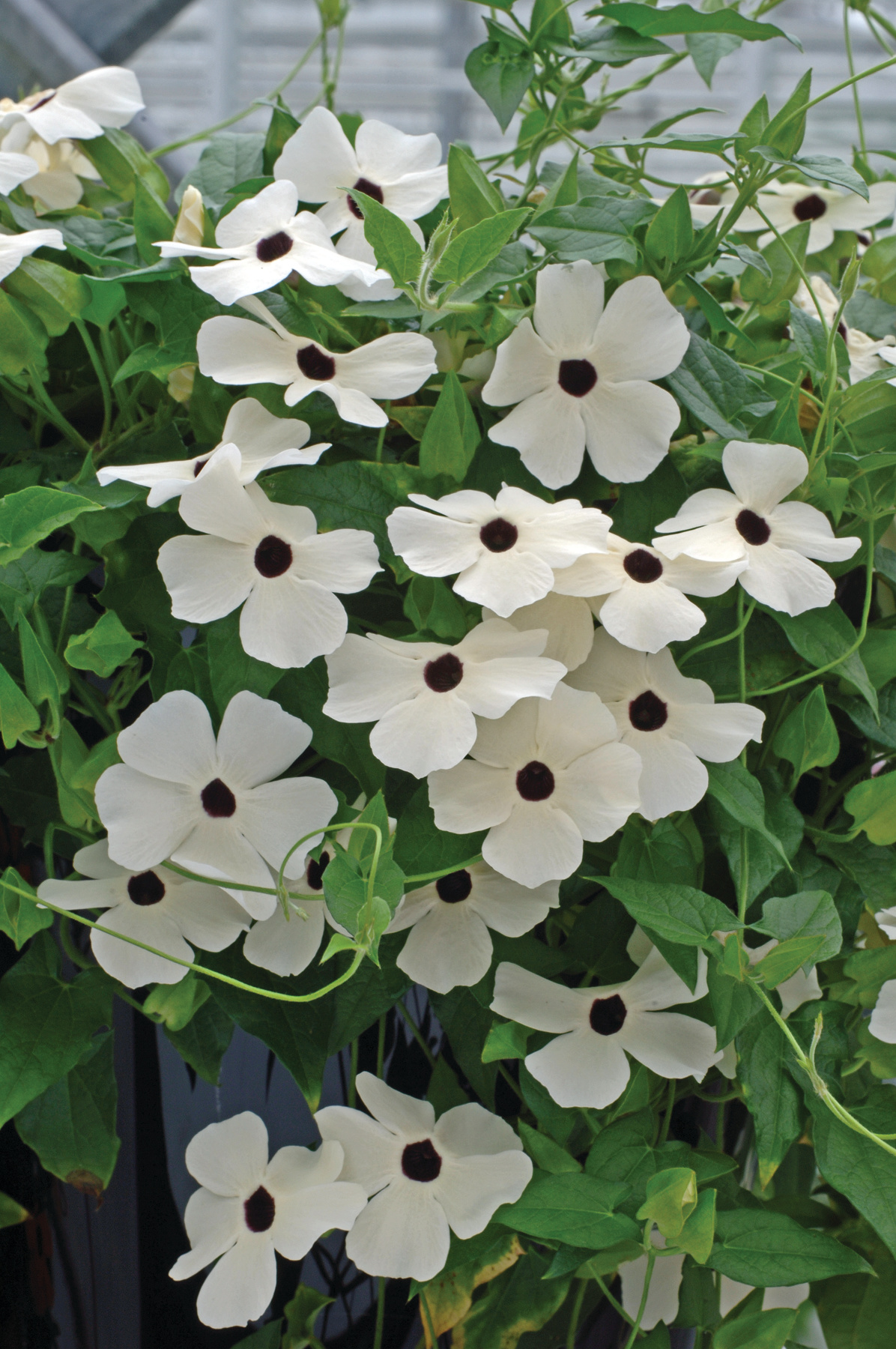 Thunbergia alata Susi Weiß mit Auge