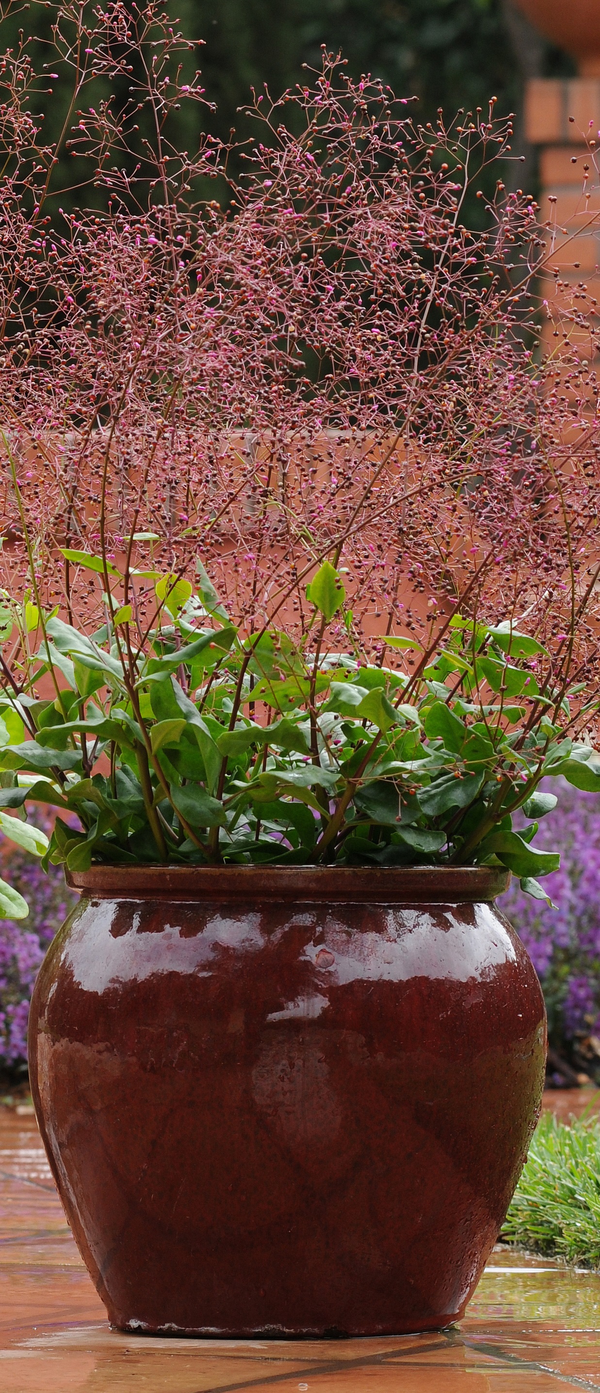 Talinum paniculatum Verde