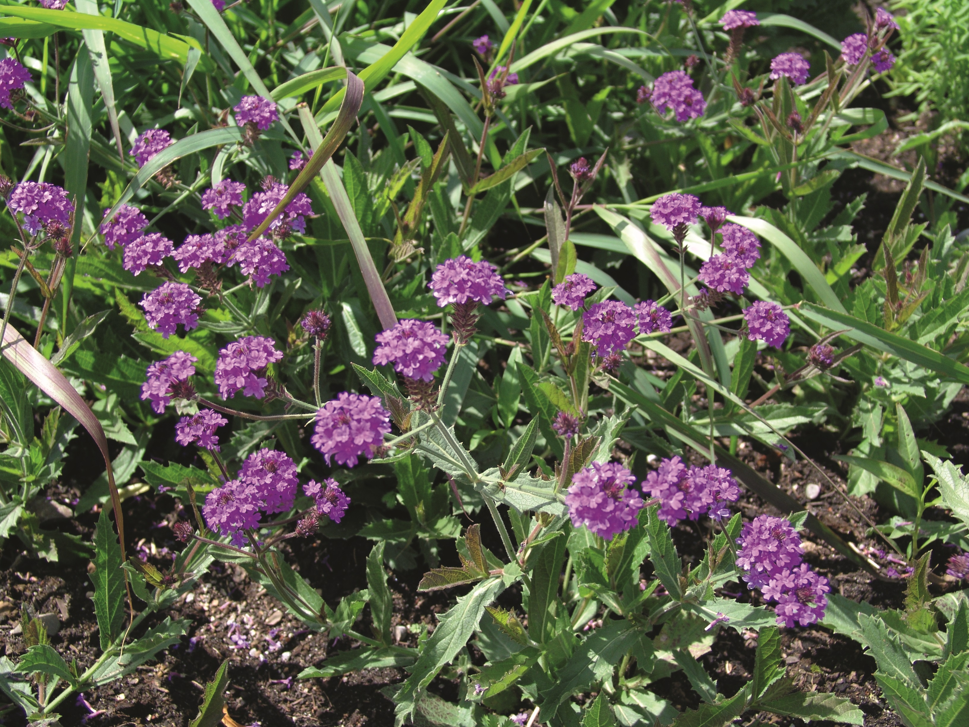 Verbena rigida Fliederblau