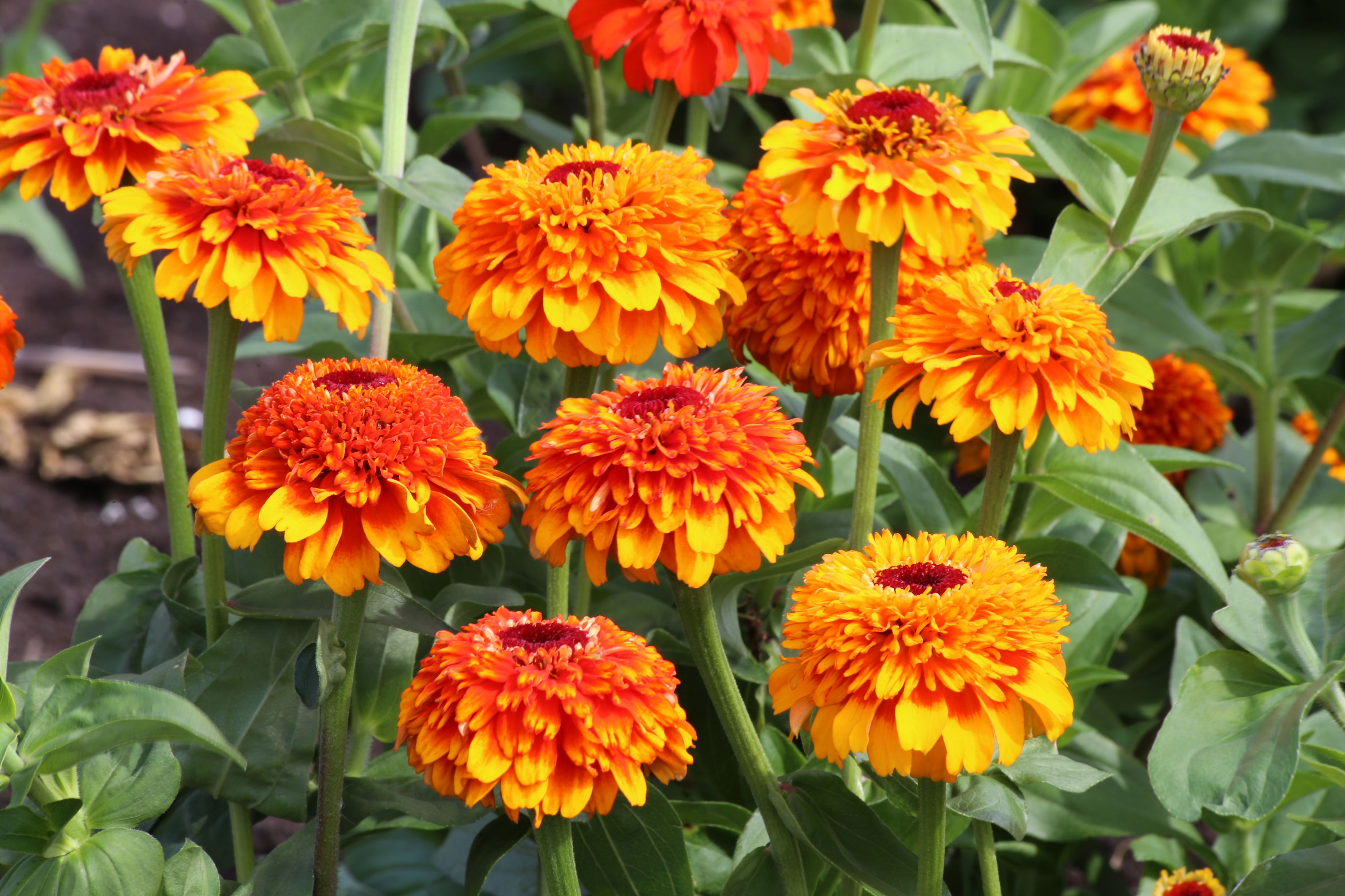 Zinnia elegans Zinderella Zest