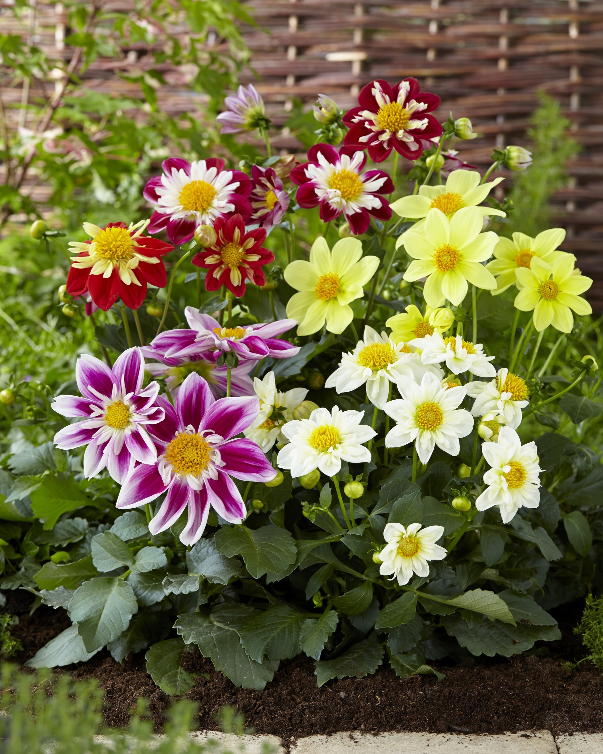 Dahlia x hybrida Harlequin