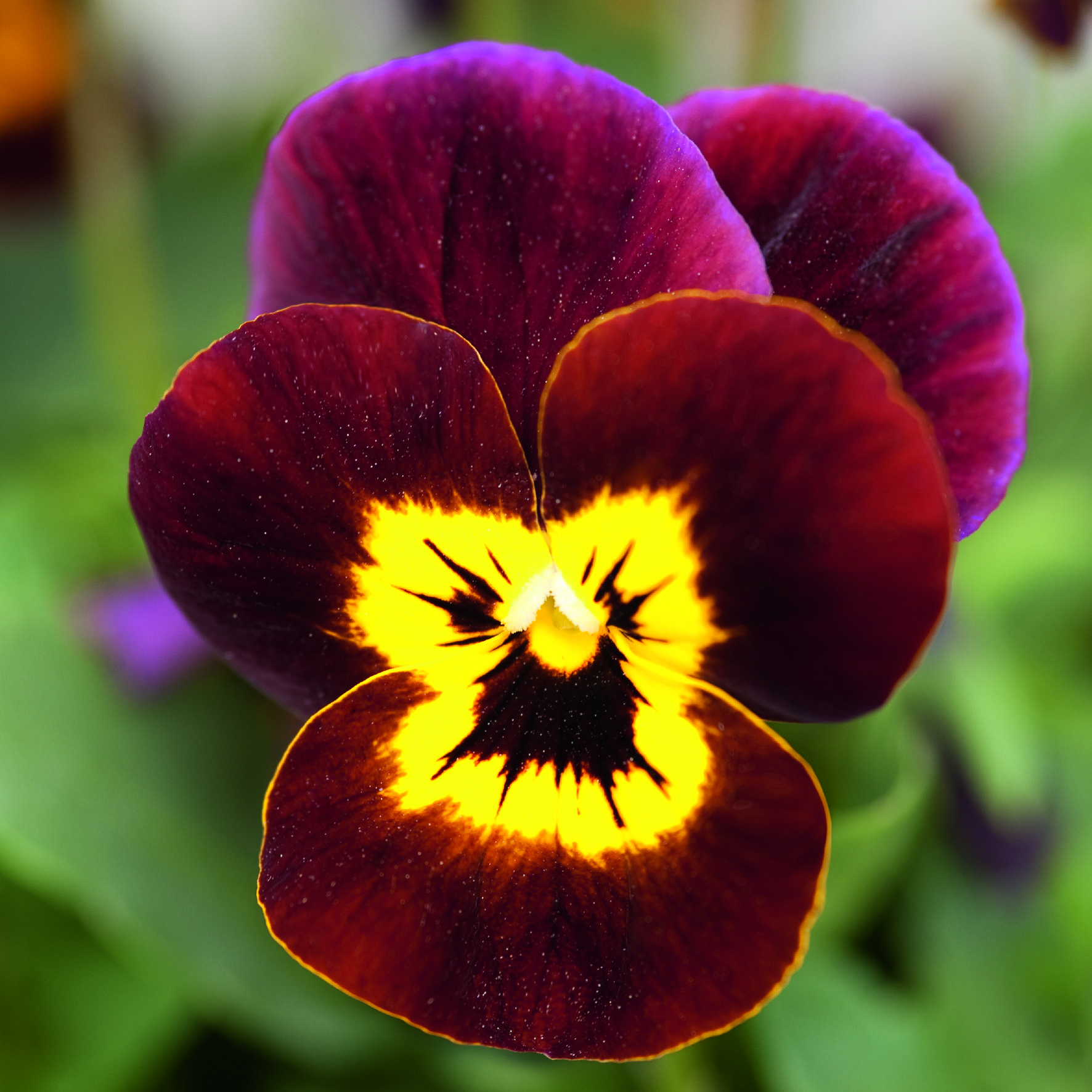 Viola cornuta F1 Admire Ruby Gold