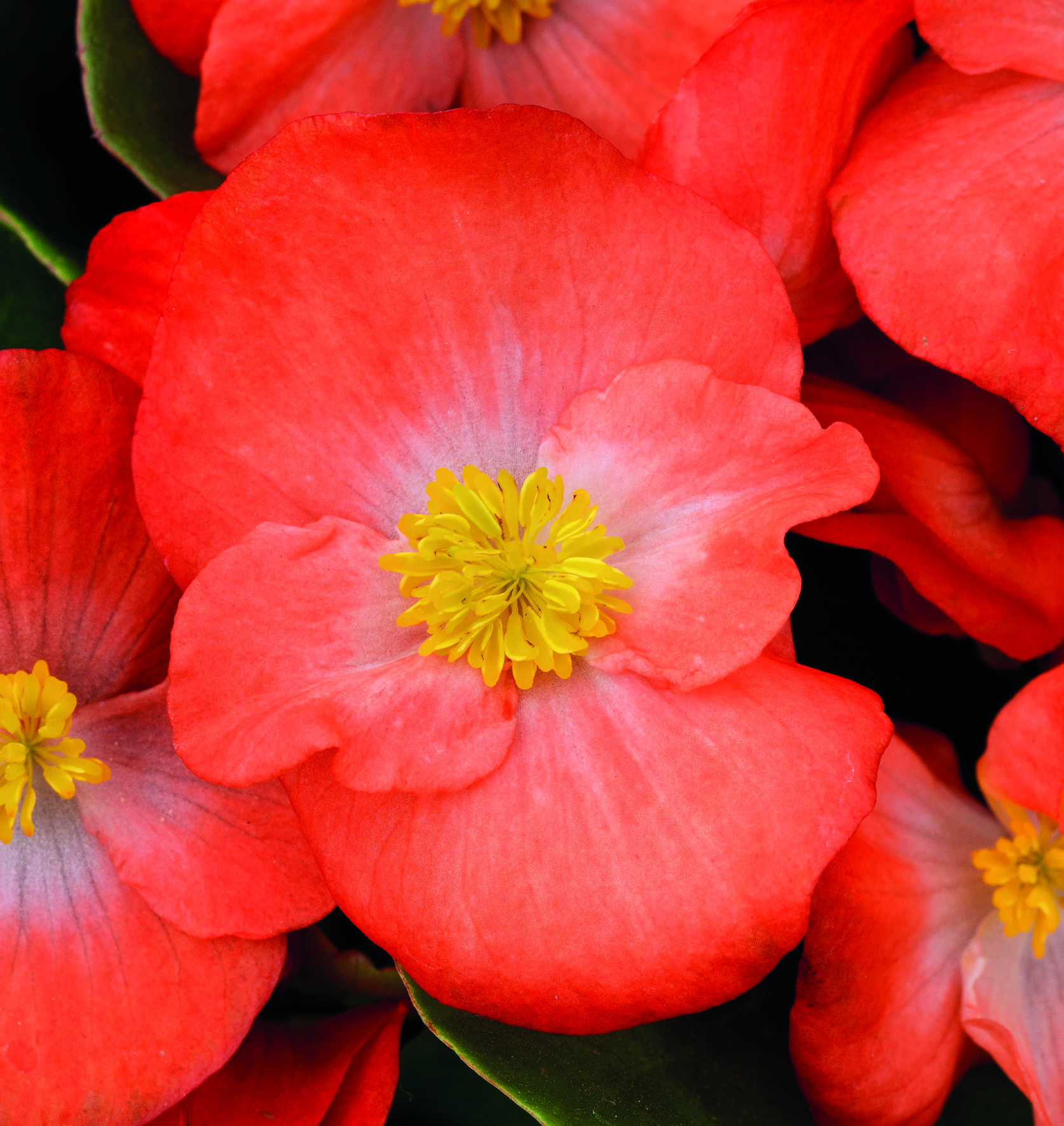 Begonia semperflorens F1 Sprint Plus Orange, pilliert