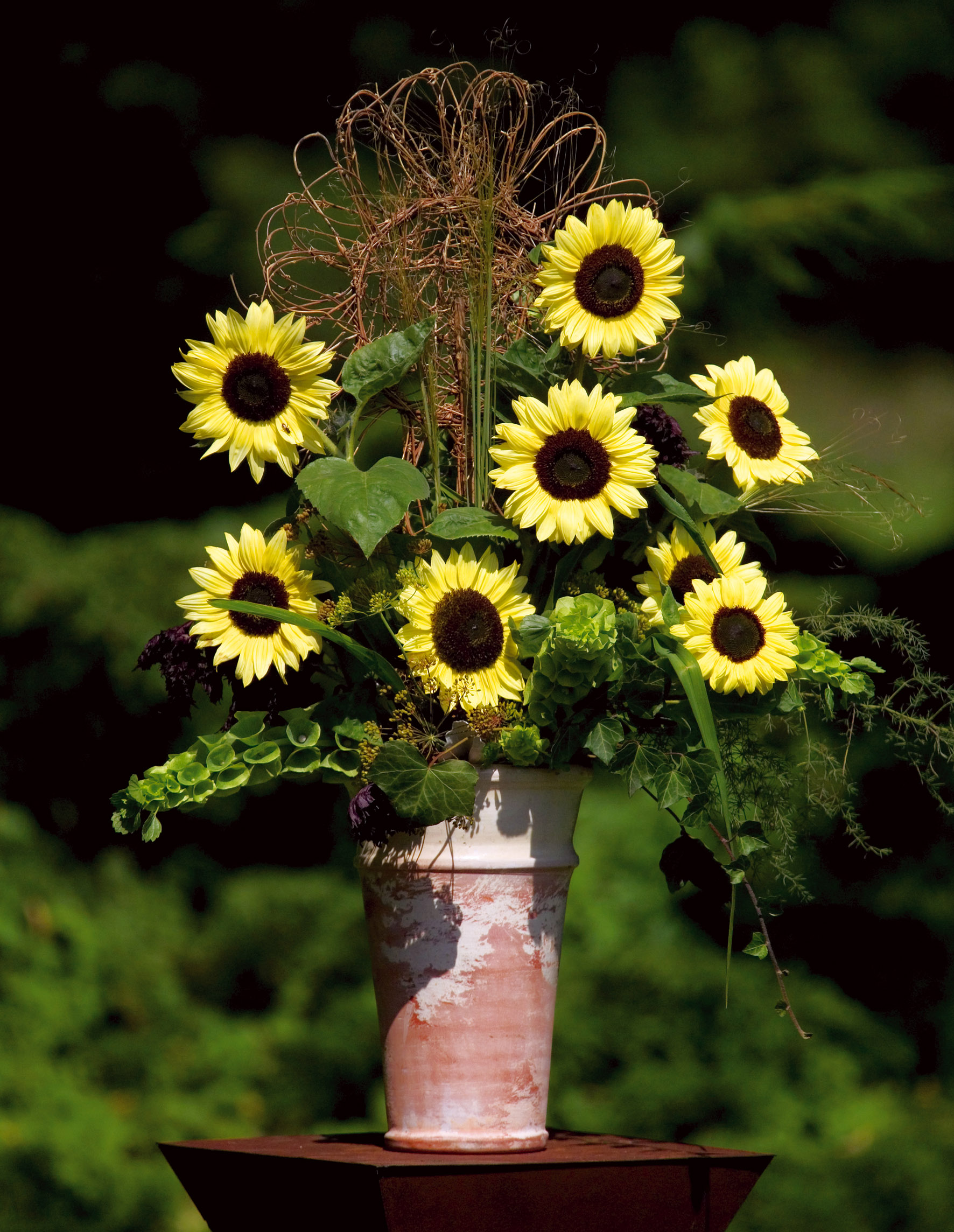 Helianthus annuus Valentin 