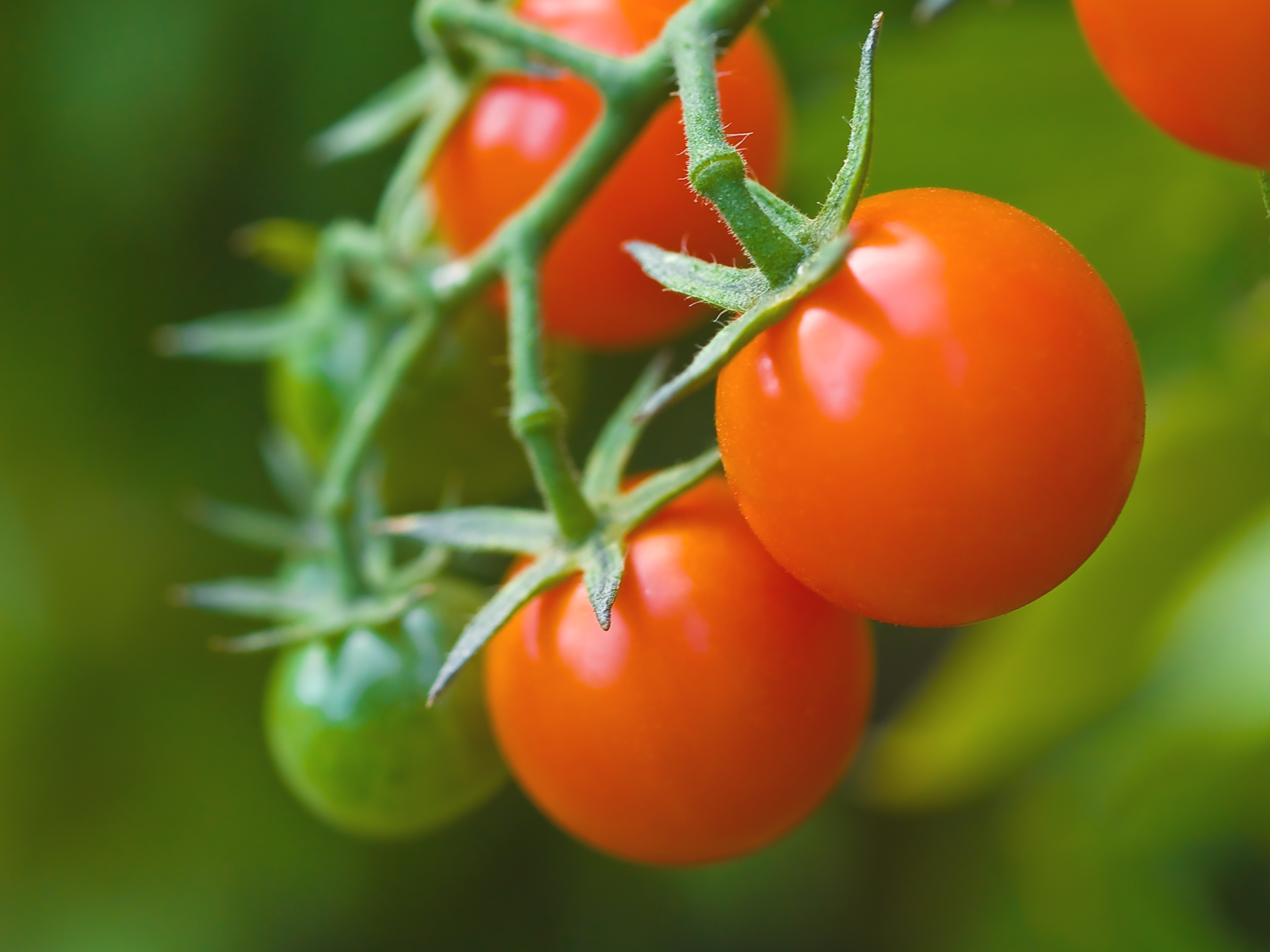 Tomaten Tumbling Tom Rot