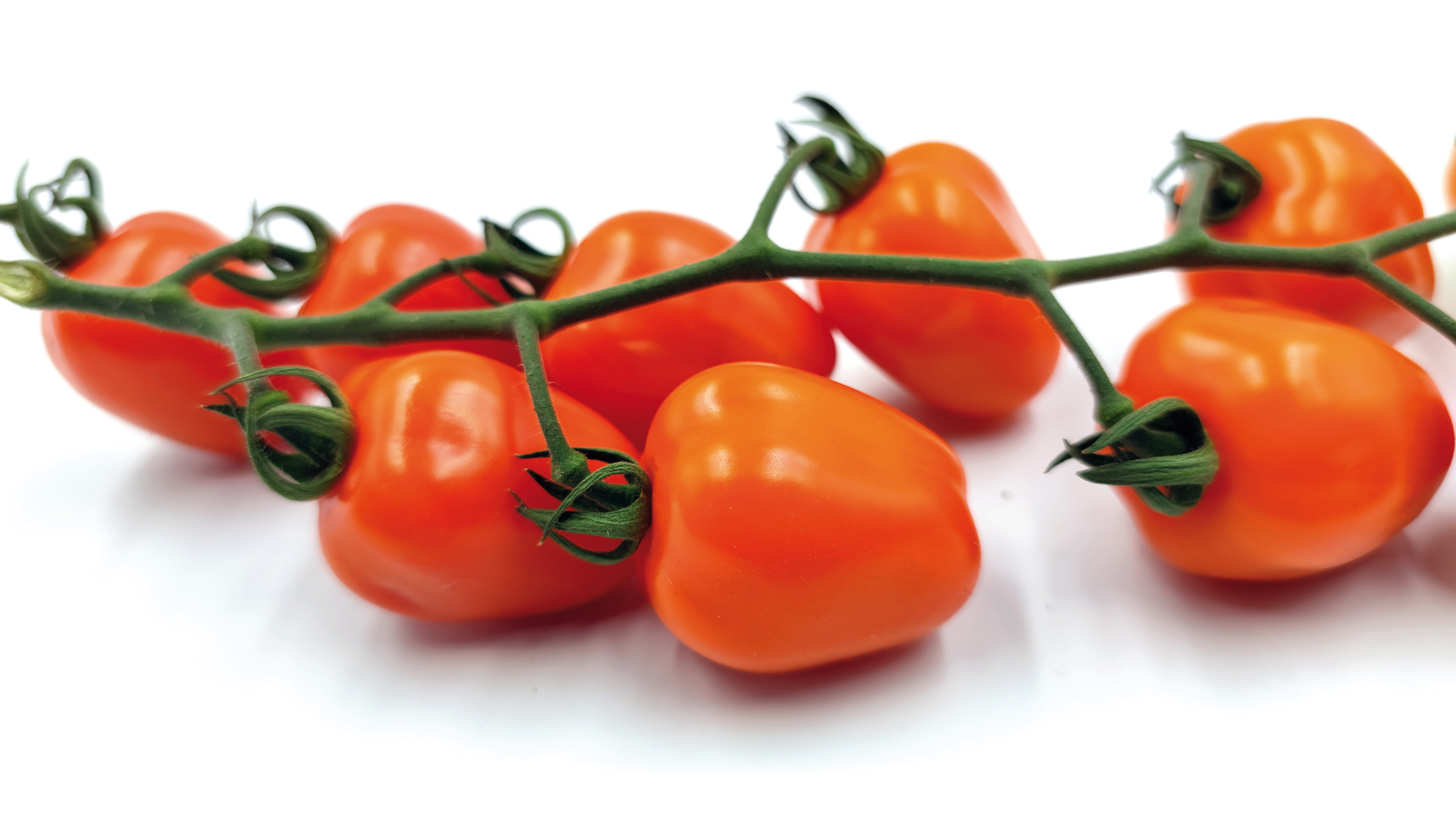 Tomate F1 Appleberry Orange