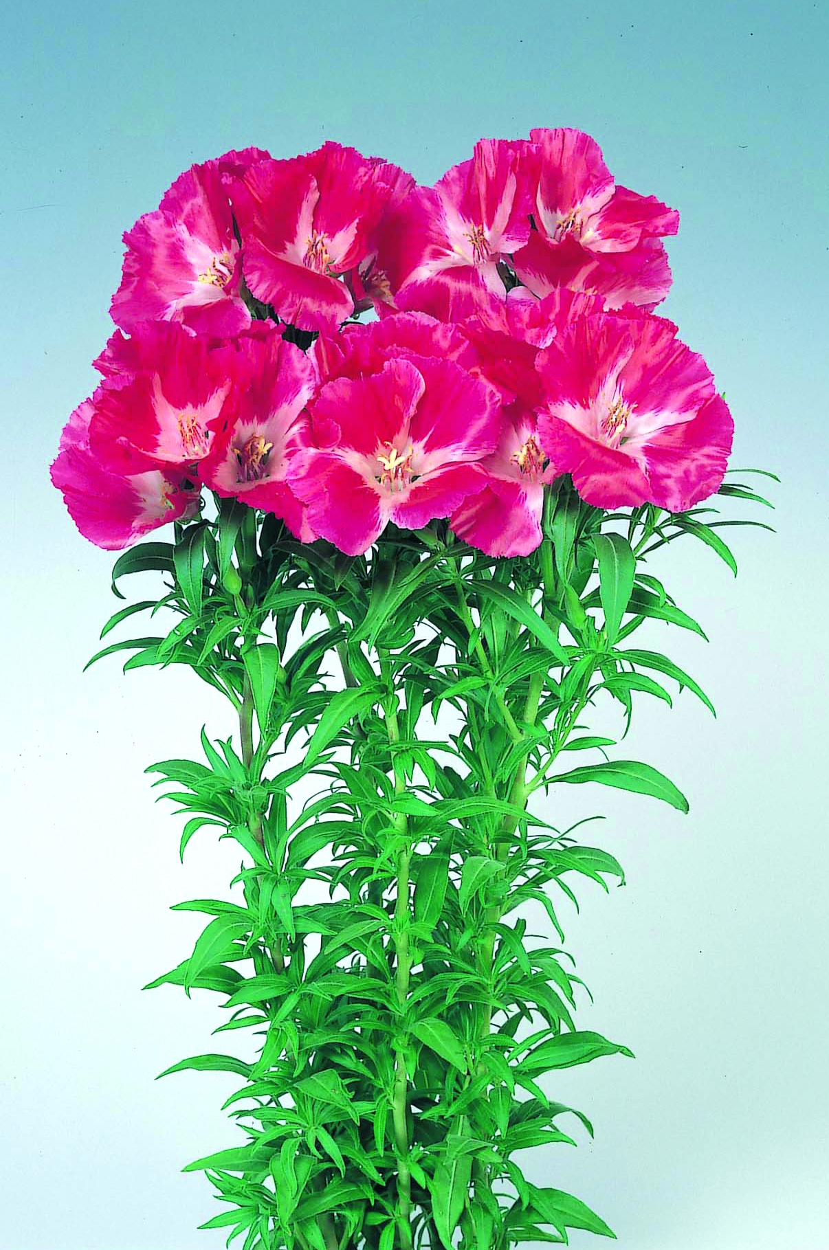 Godetia grandiflora F1 Grace Rot mit weißem Grund 250 K G466.1