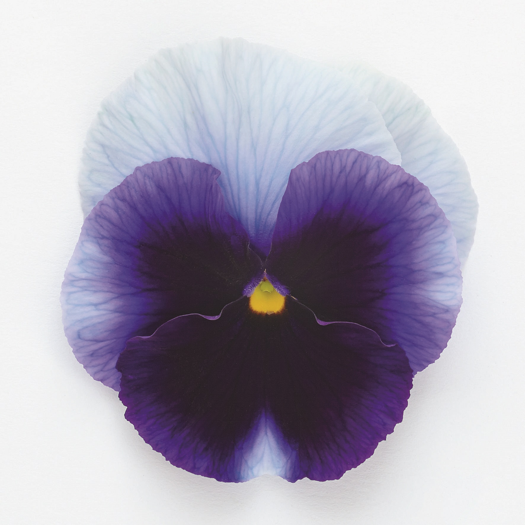 Viola wittrockiana F1 Inspire Plus Beaconsfield