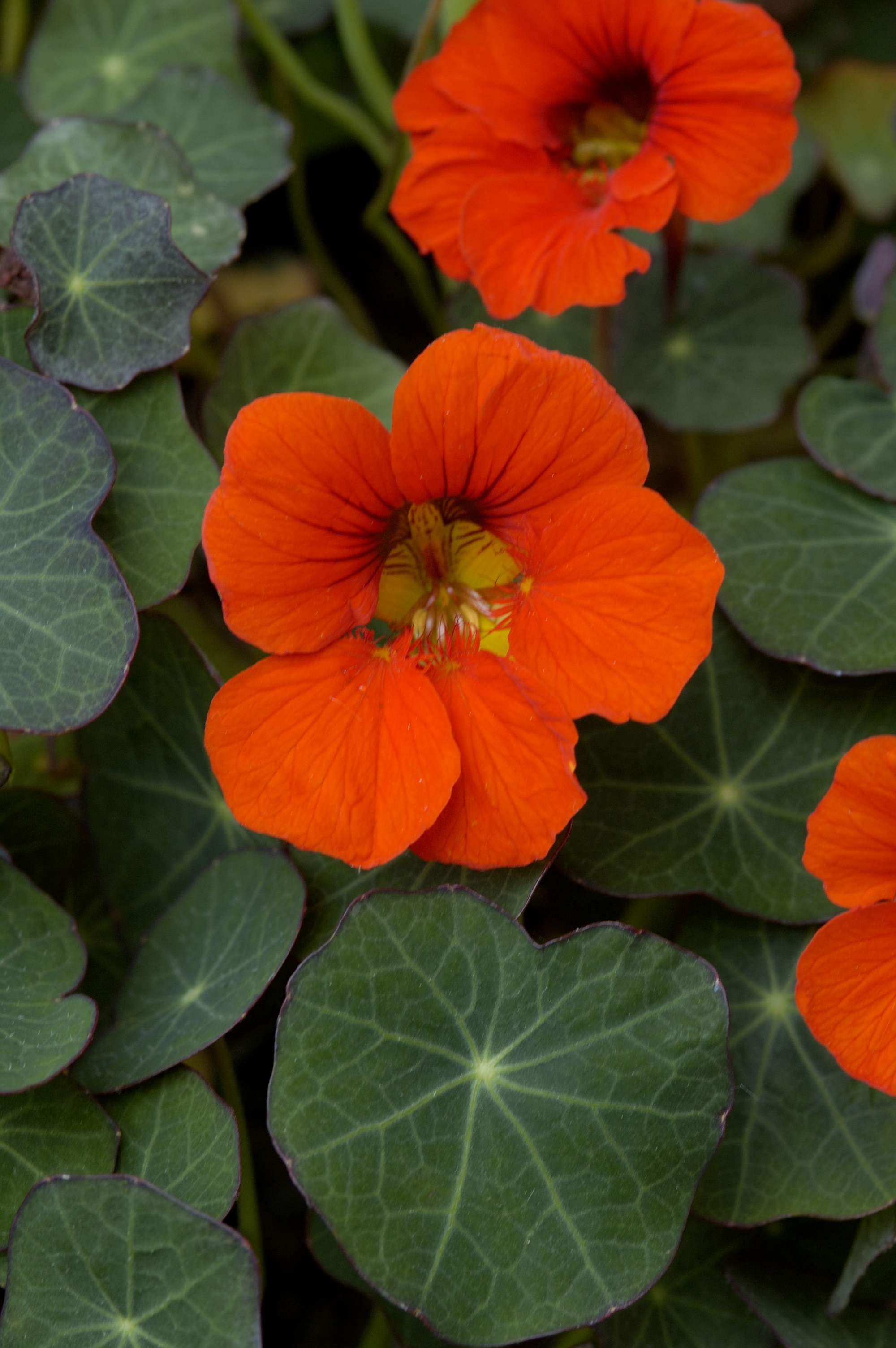 Tropaeolum majus Prinzess of India