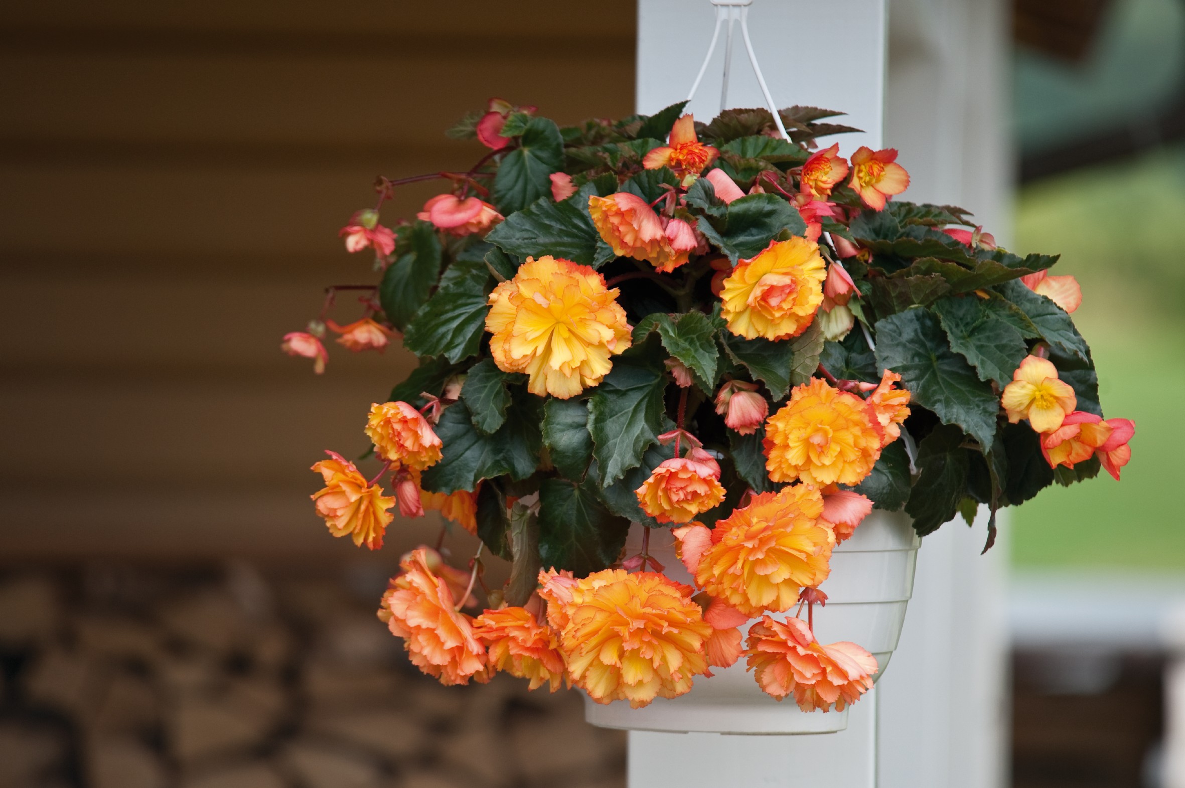 Begonia tuberhybrida F1 Illumination Golden Picotee, pilliert