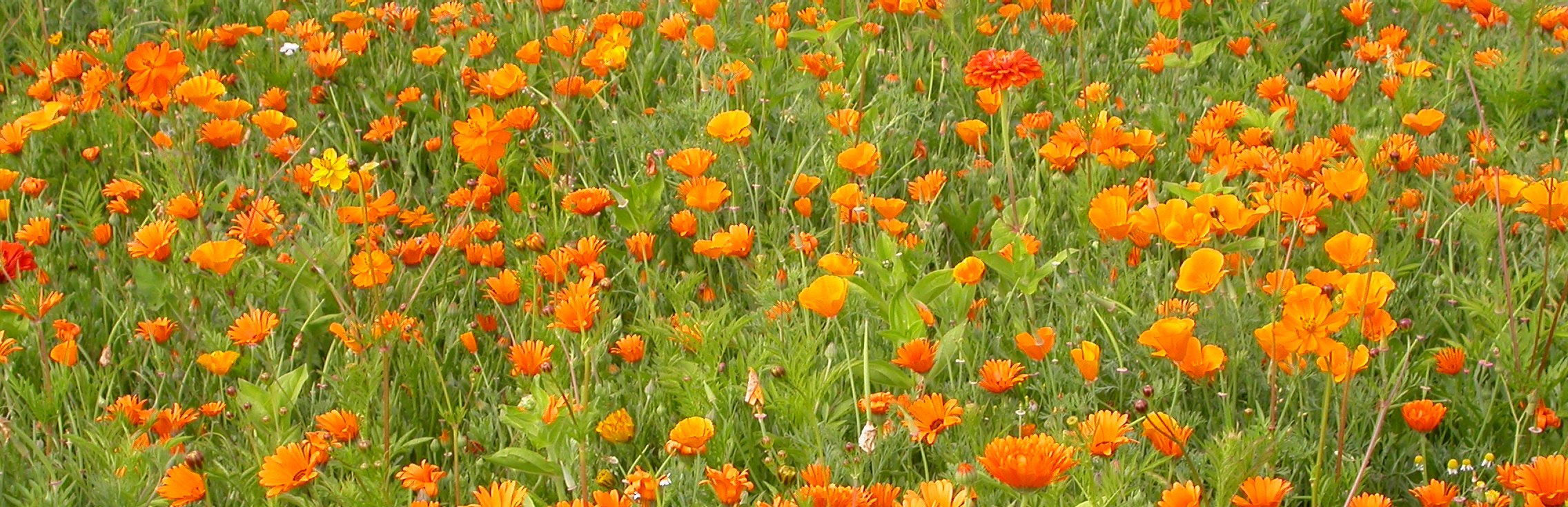 Blumenmischungen Farbton Orange