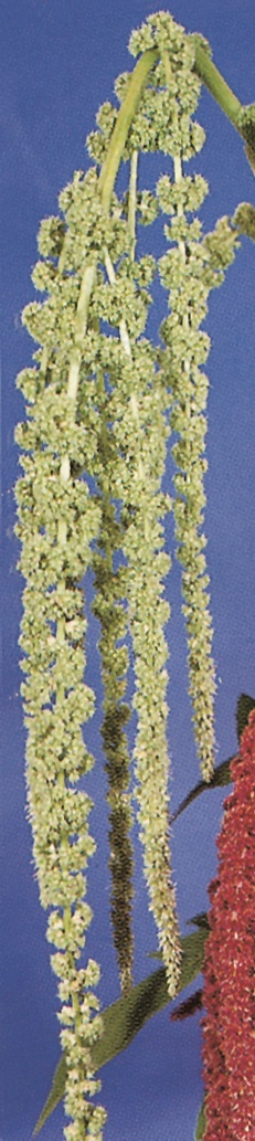 Amaranthus viridus