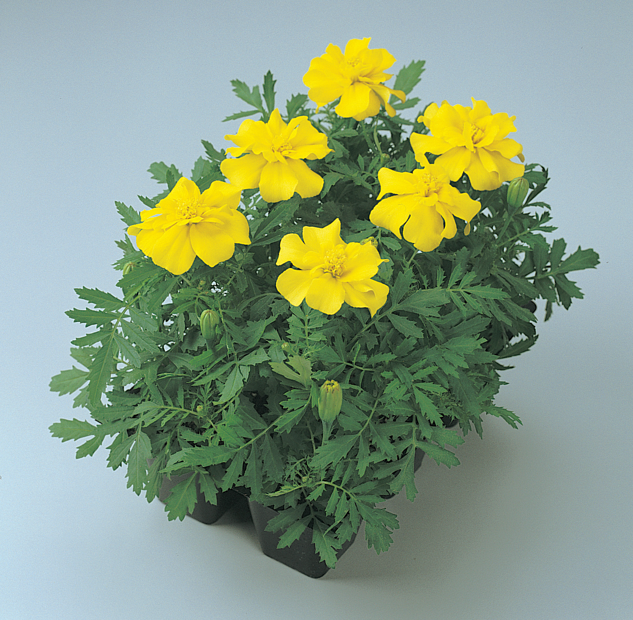 Tagetes patula Durango Gelb