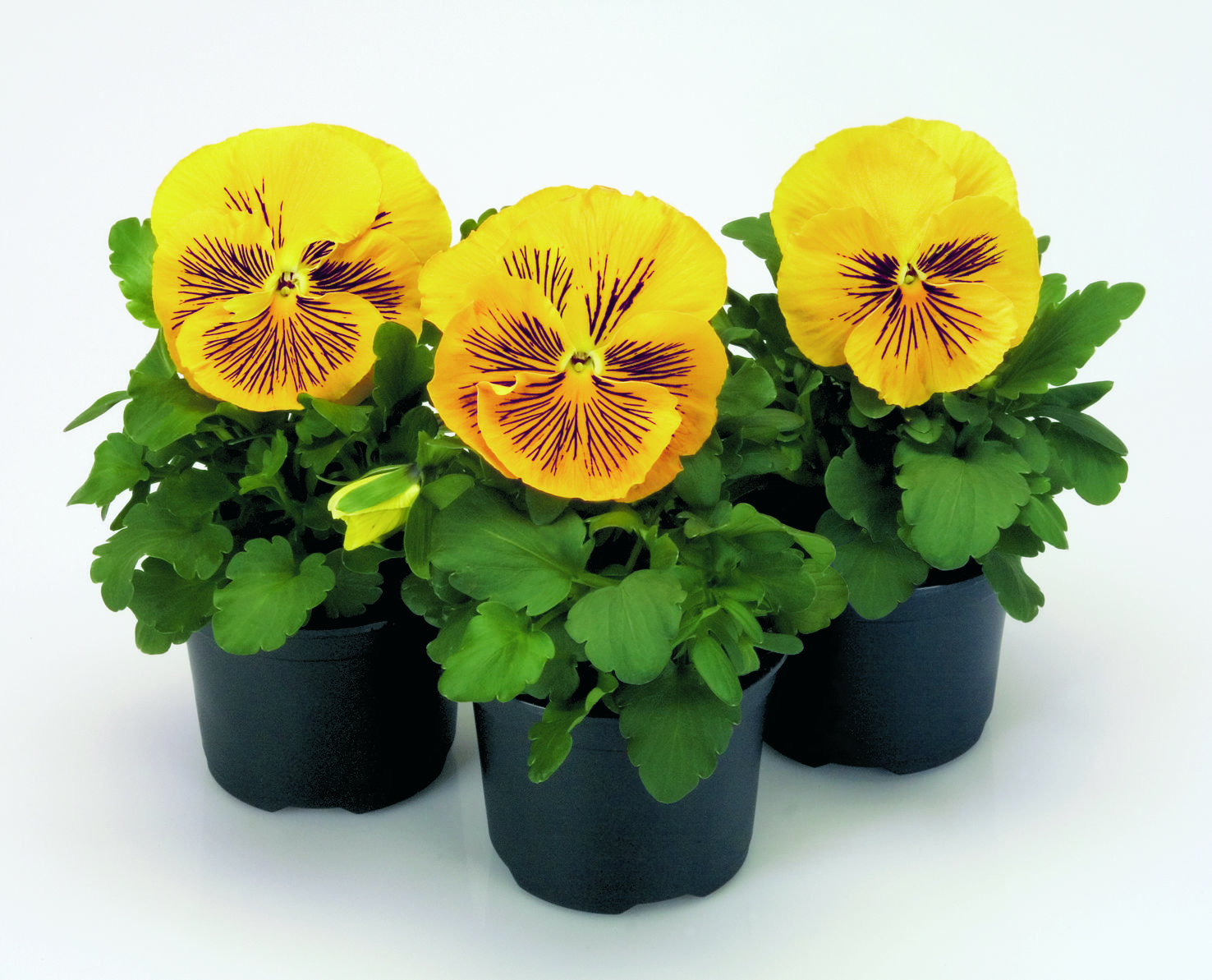 Viola wittrockiana  F1 Cats Gelb