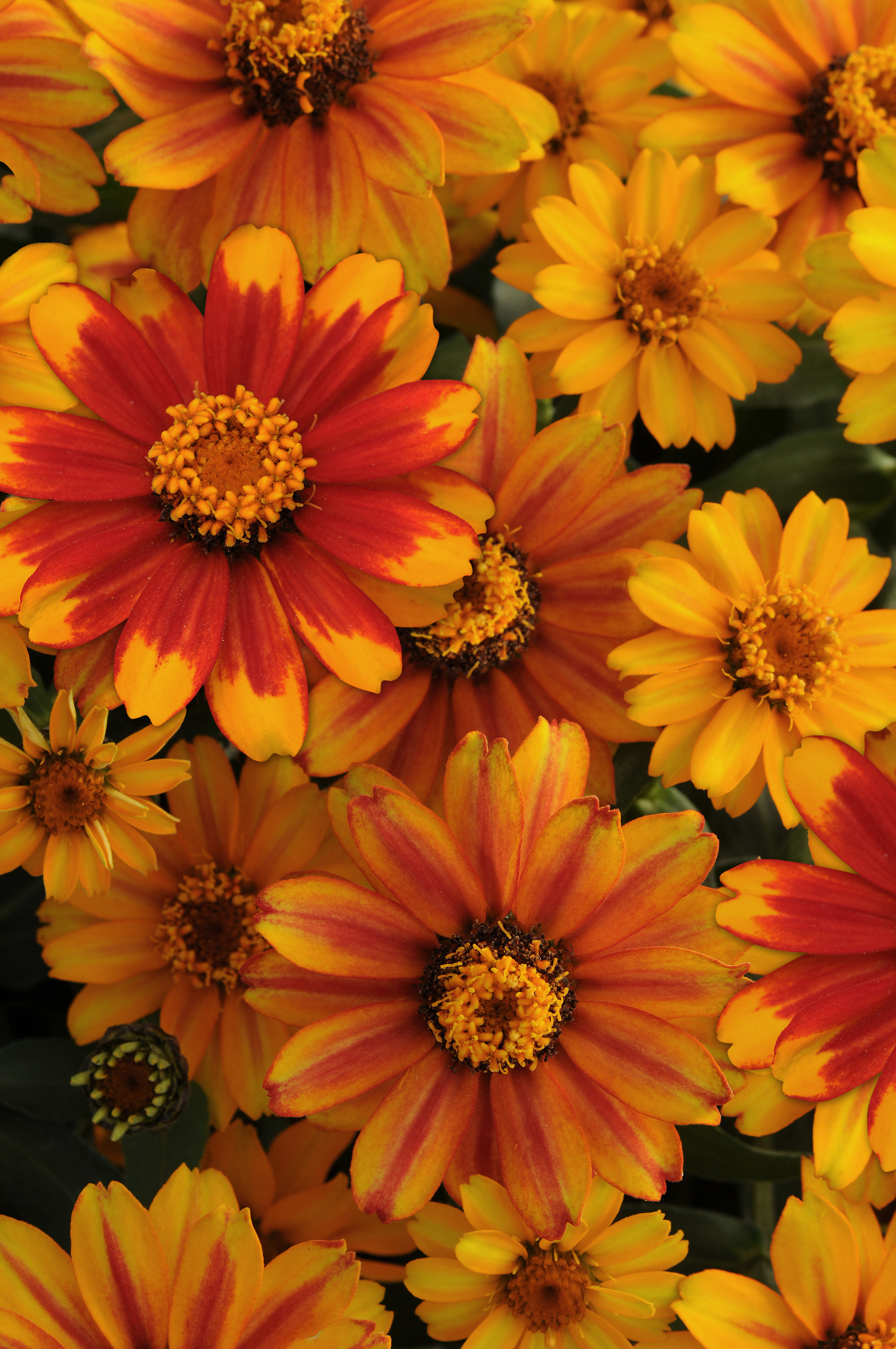 Zinnia elegans Zahara Sunburst