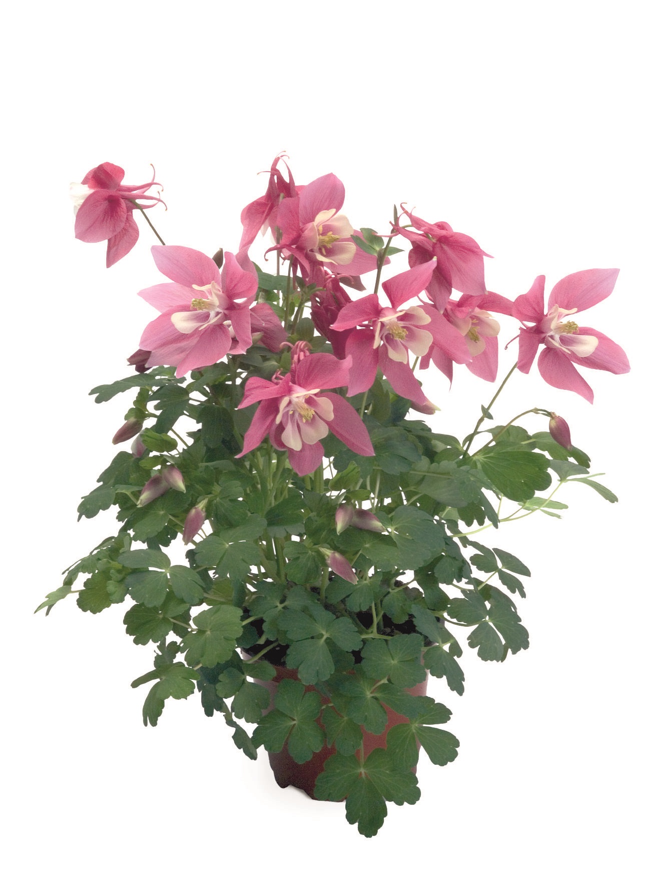 Aquilegia flabellata Spring Magic Rosa Weiß