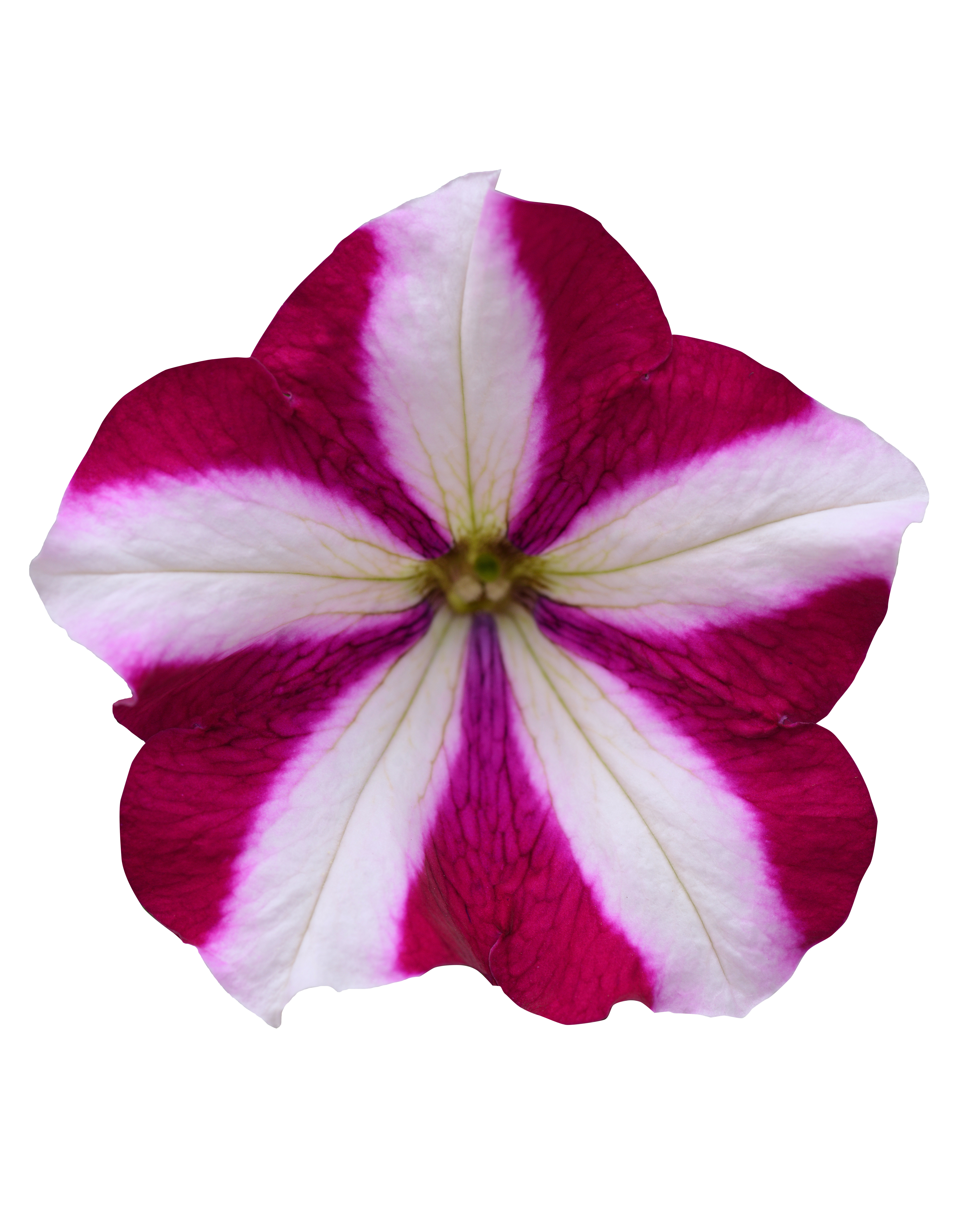 Petunia x hybrida Mirage Burgundy Star