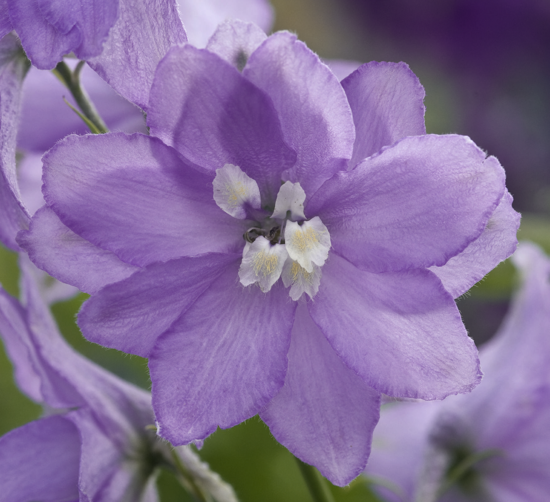 Delpinium grandiflorum Magic Fountains Lavendel mit weißer Biene 