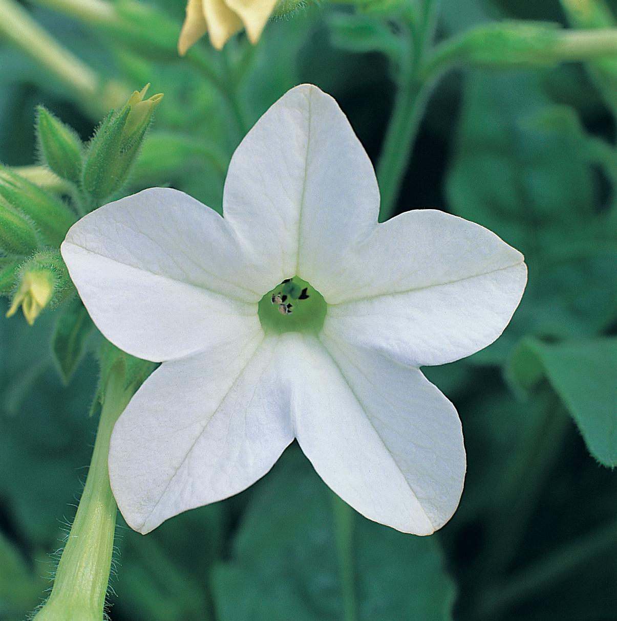 Nicotiana x sanderae F1 Merlin Weiß