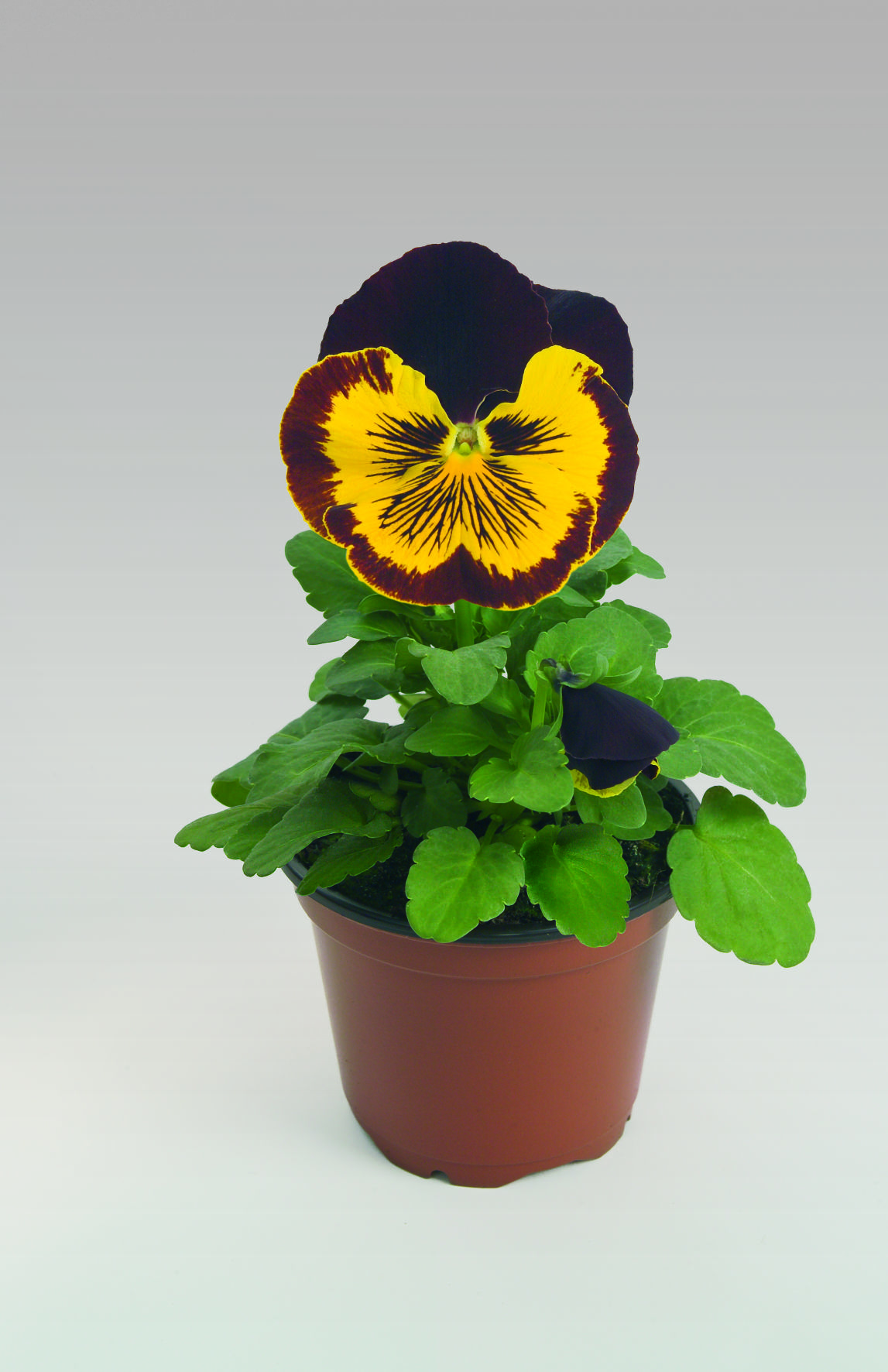 Viola wittrockiana  F1 Cats Rot-Gold