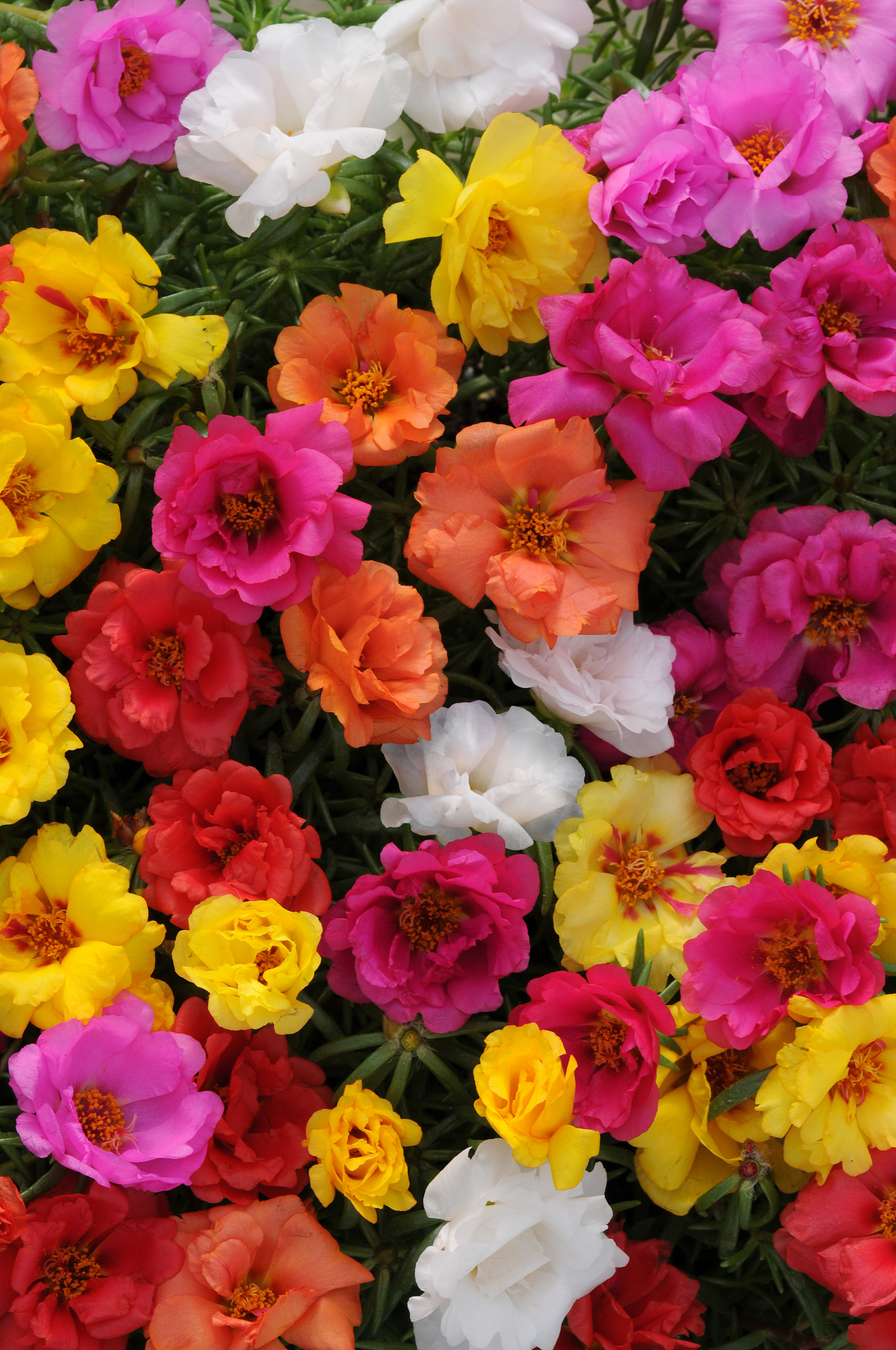 Portulaca grandiflora Happy Hour Mischung