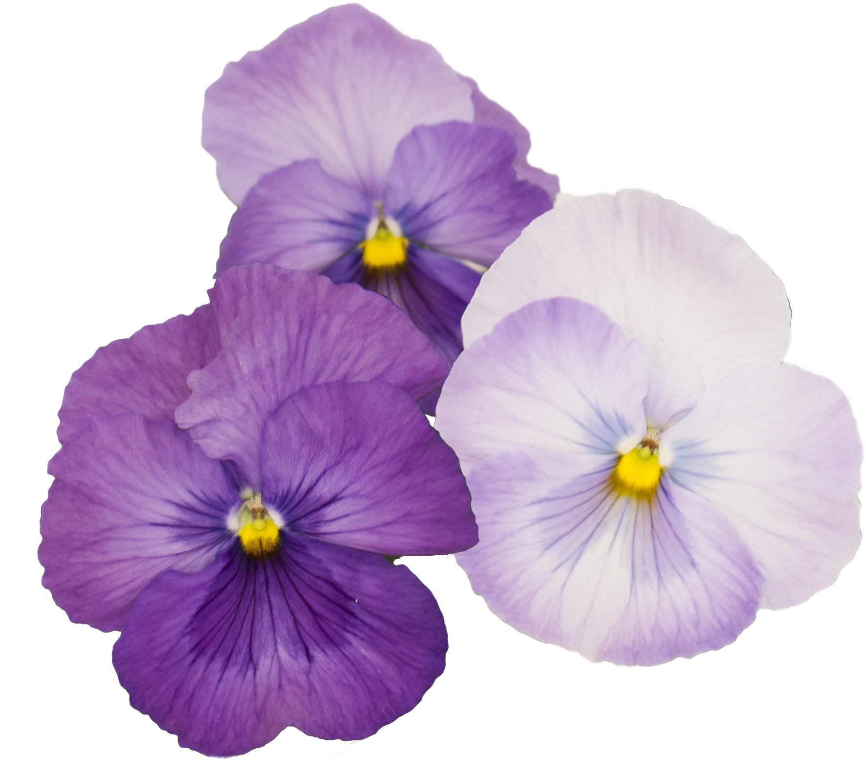 Viola wittrockiana F1 Elan Lavender Shades