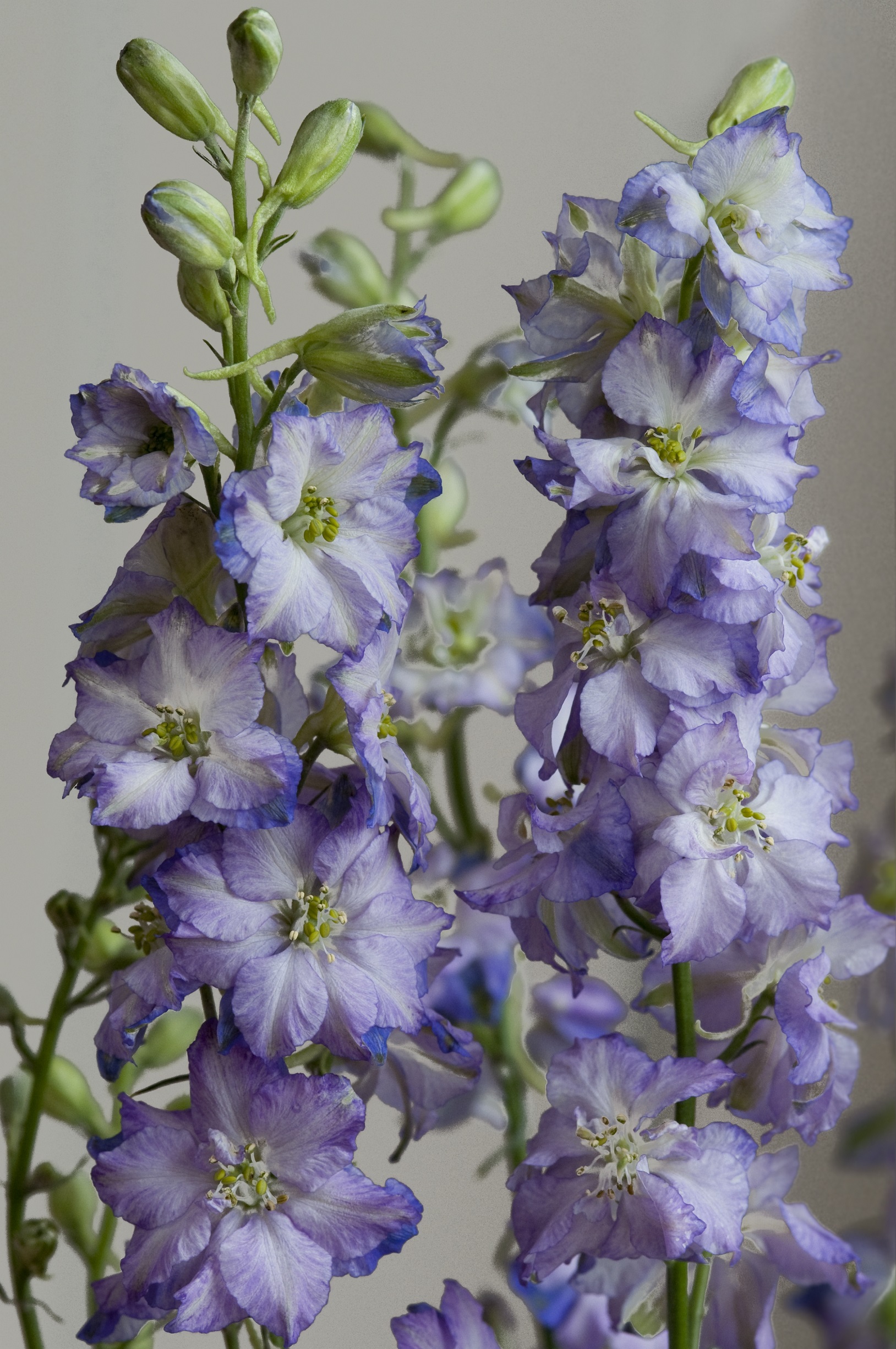 Delphinium consolida Fancy Purple für Blue Picotee
