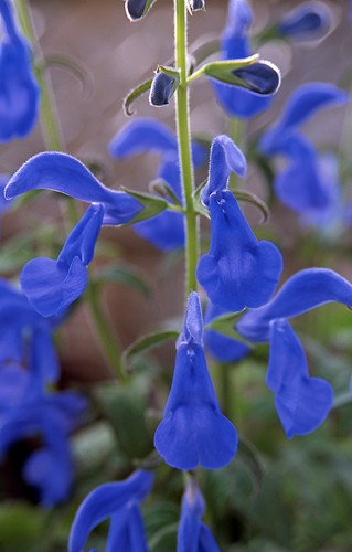 Salvia patens Oxford Blue