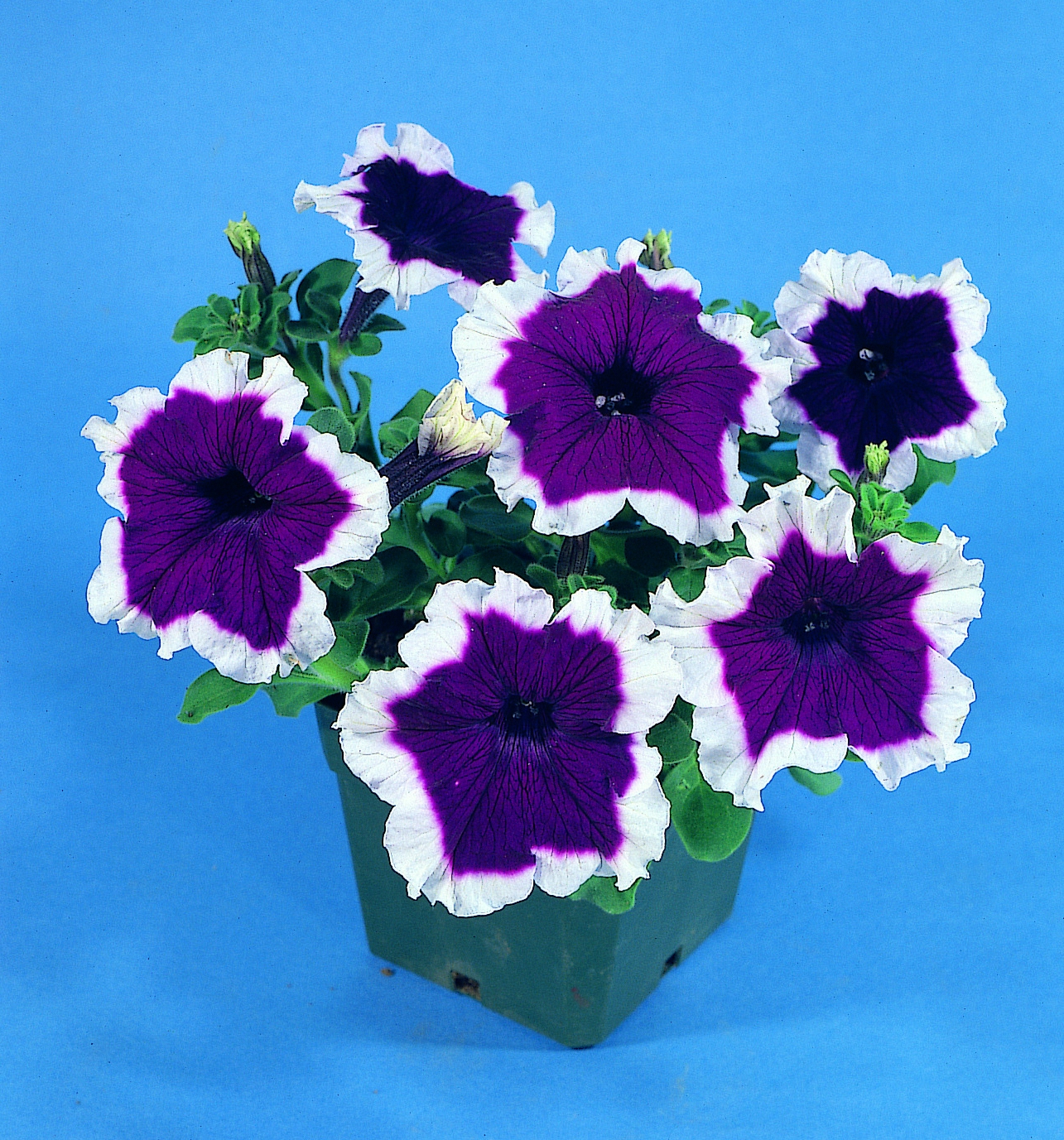 Petunia grandiflora F1 Hulahoop Blue