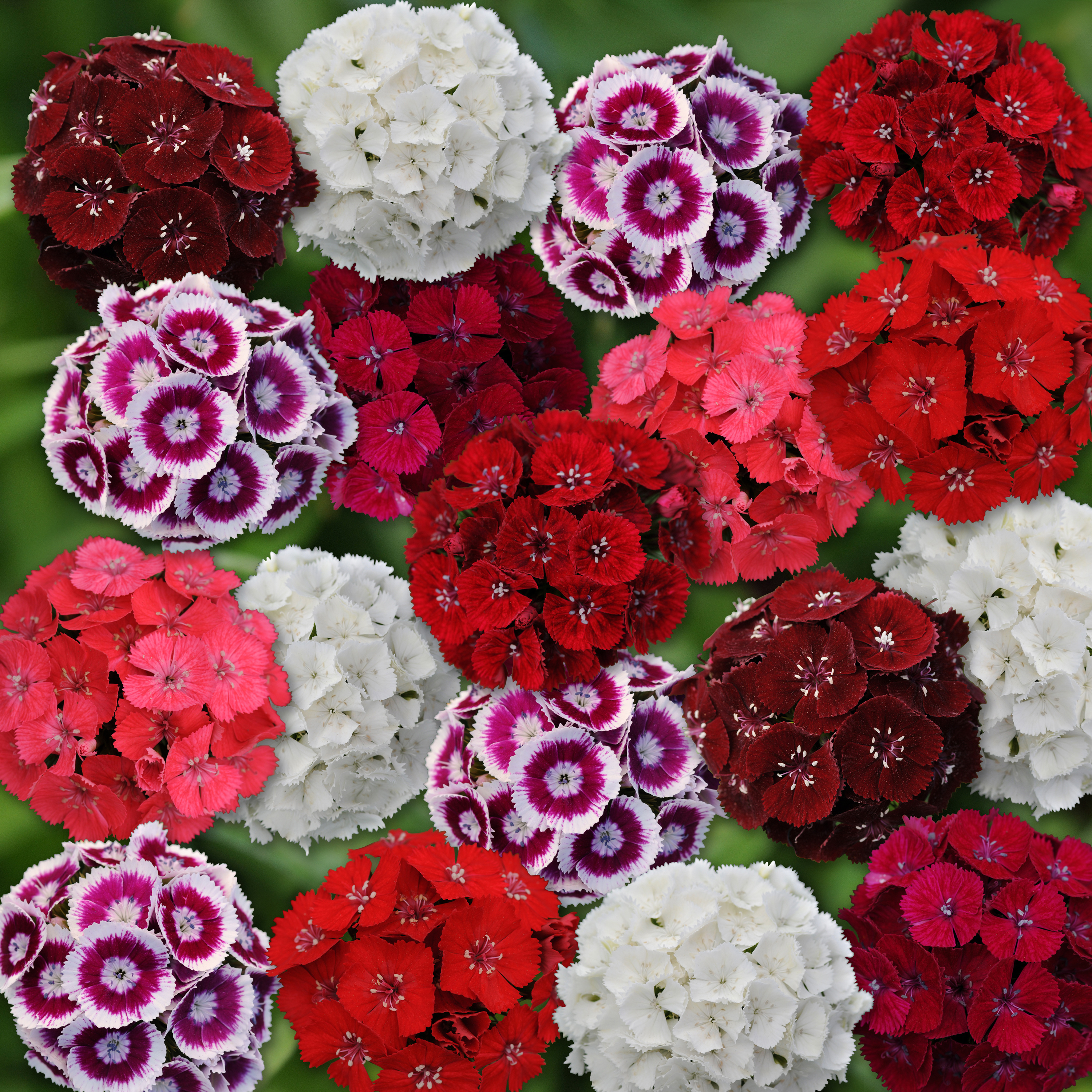 Dianthus barbatus F1 Sweet Mischung, pilliert