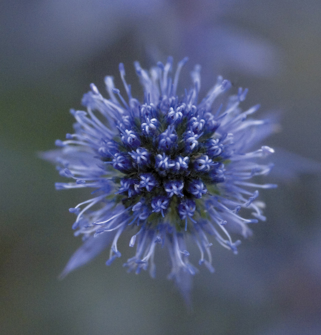 Eryngium planum Glitter Blue