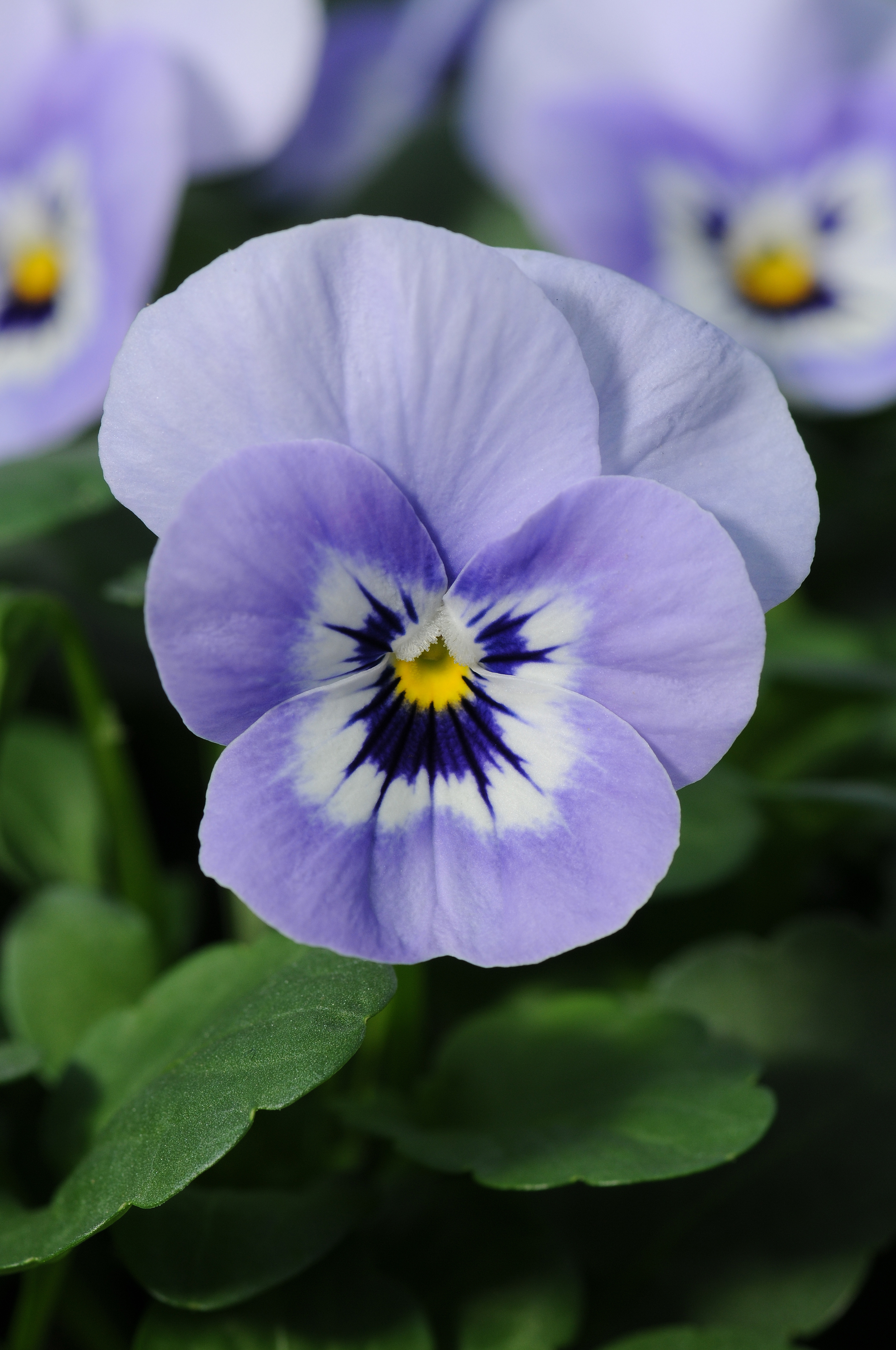 Viola cornuta F1 Sorbet Marina Babyface