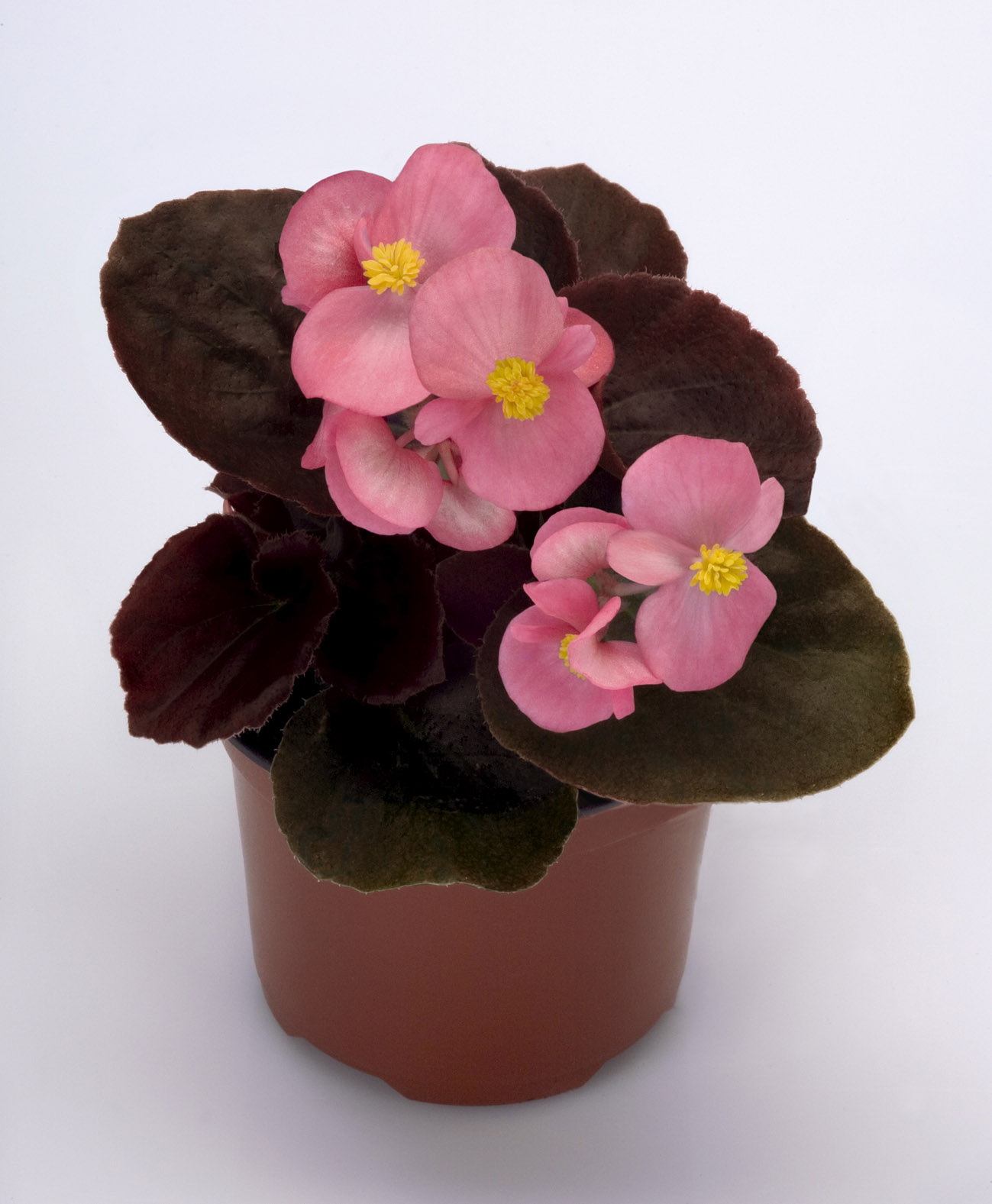 Begonia semperflorens F1 Gin, pilliert