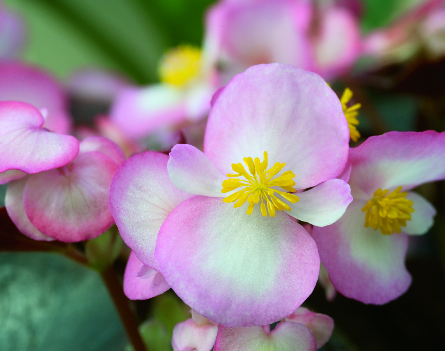 Begonia semperflorens F1 Nightlife Blush, weiß mit rosa Rand